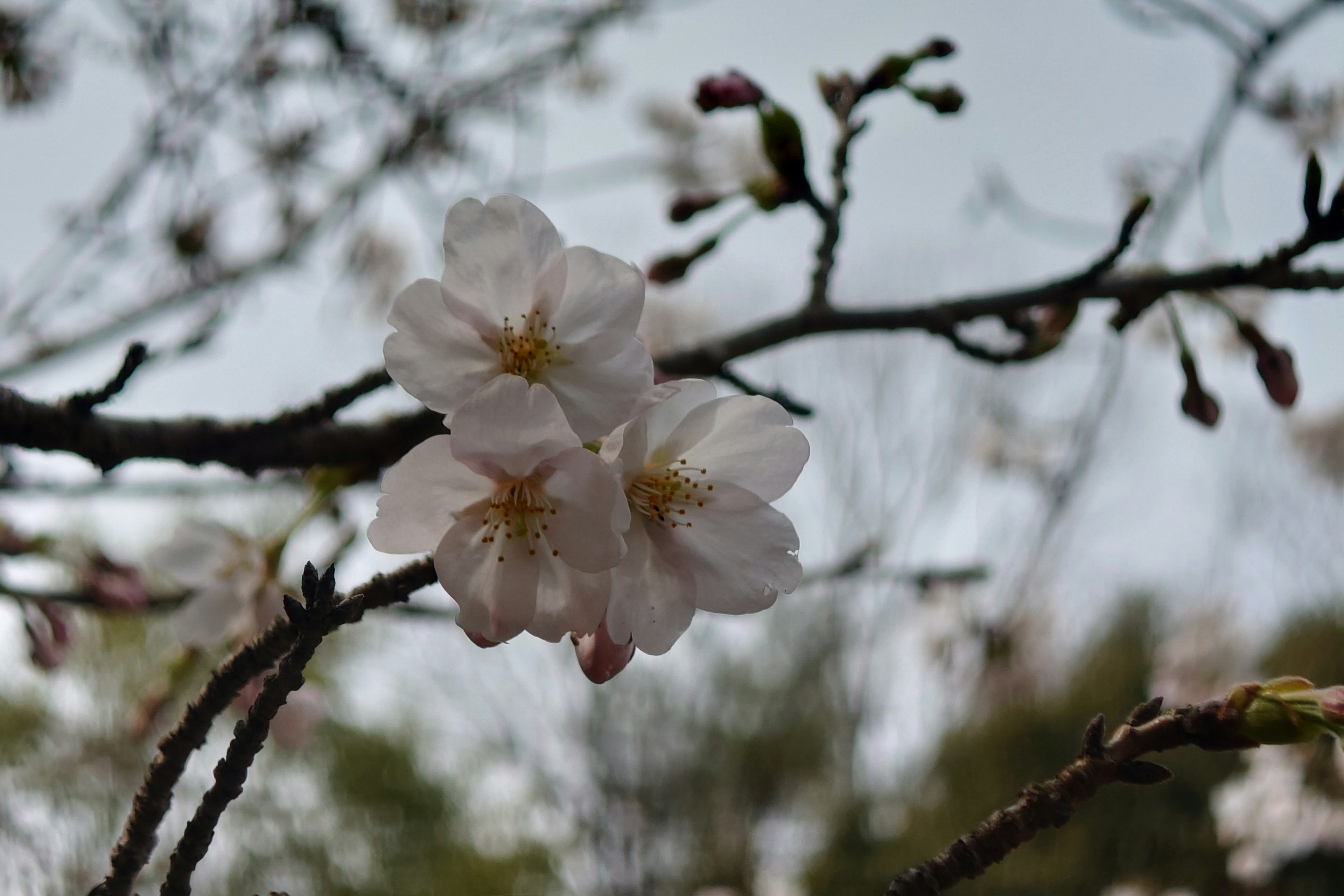 Close-up of cherry blossom flowers on a branch