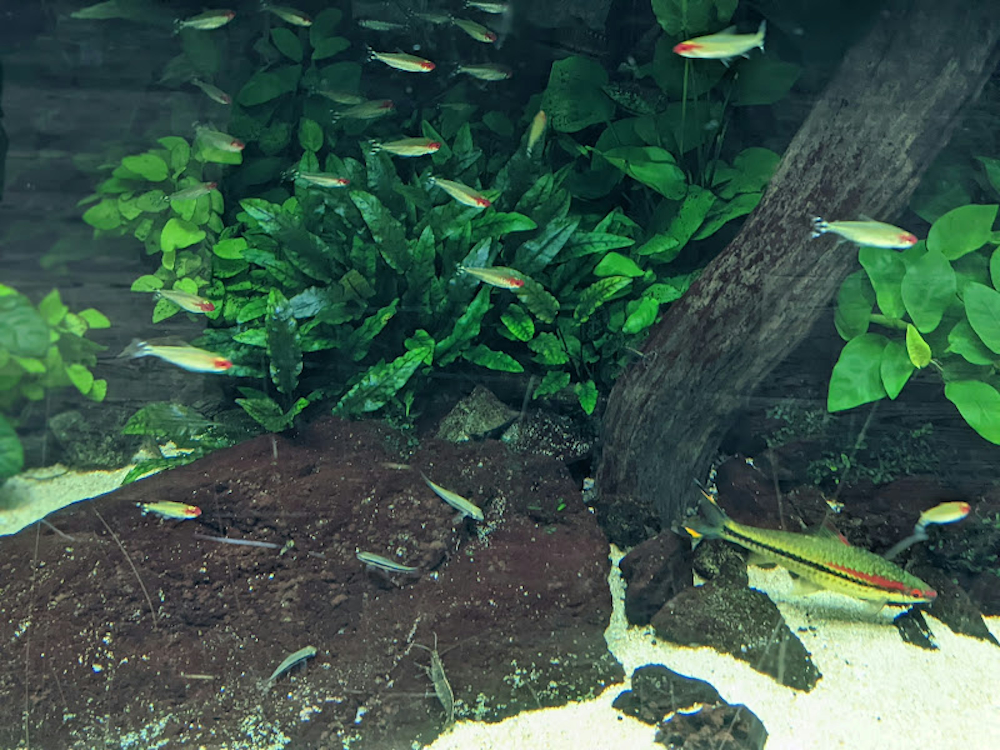 Scene of a fish tank with lush green plants and small fish swimming