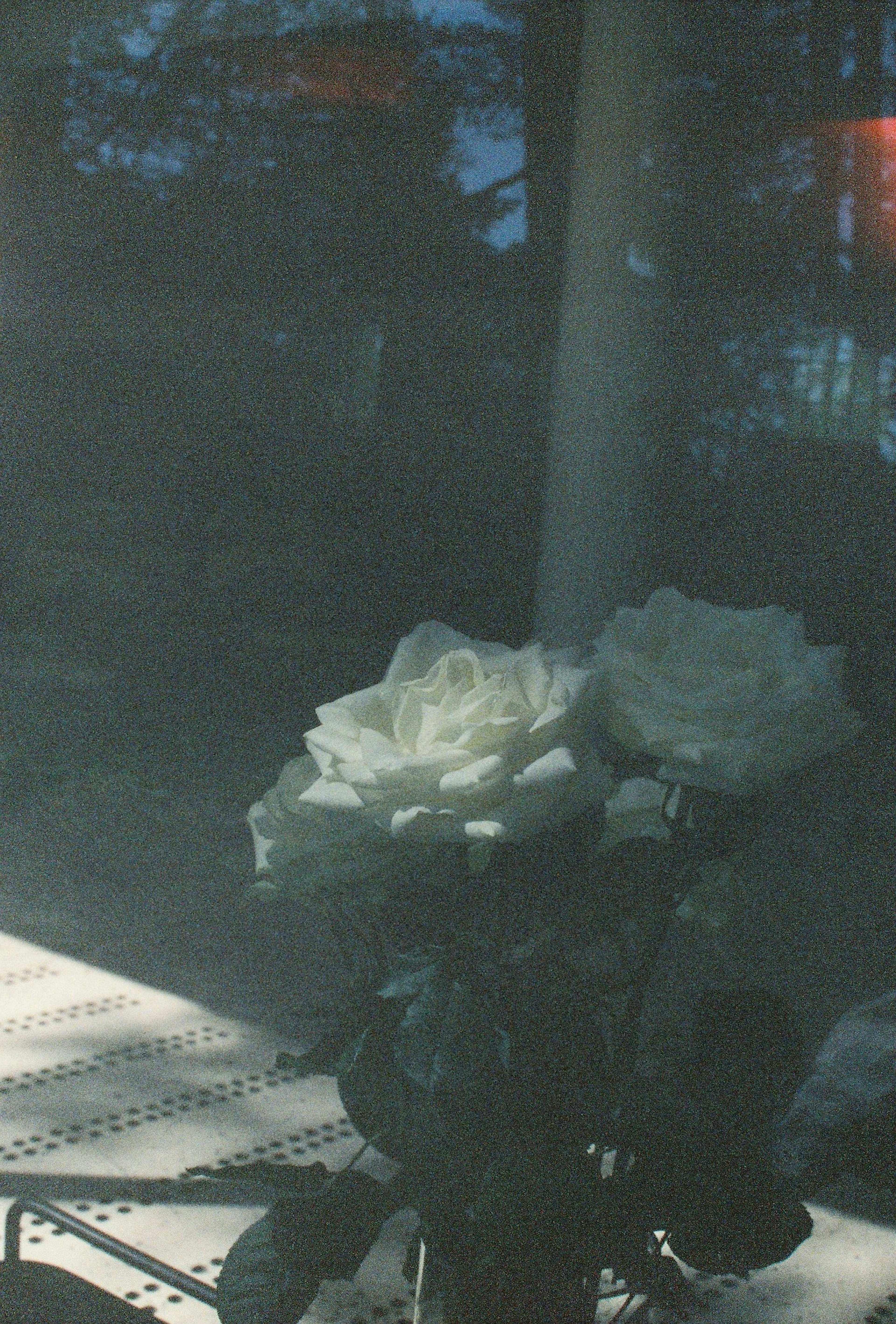 A serene scene of white roses placed by a window