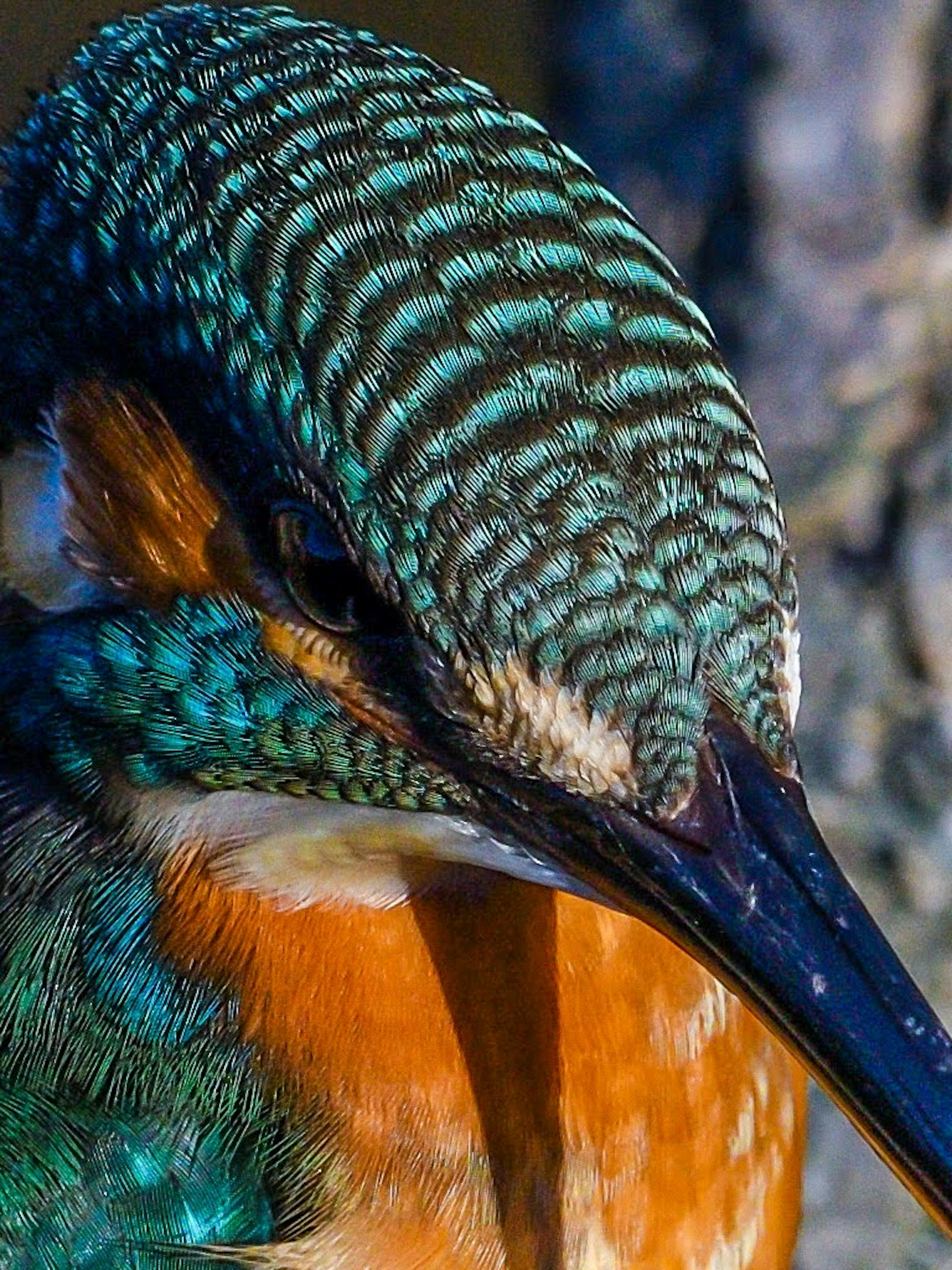 Primo piano di un martin pescatore con piume vivaci