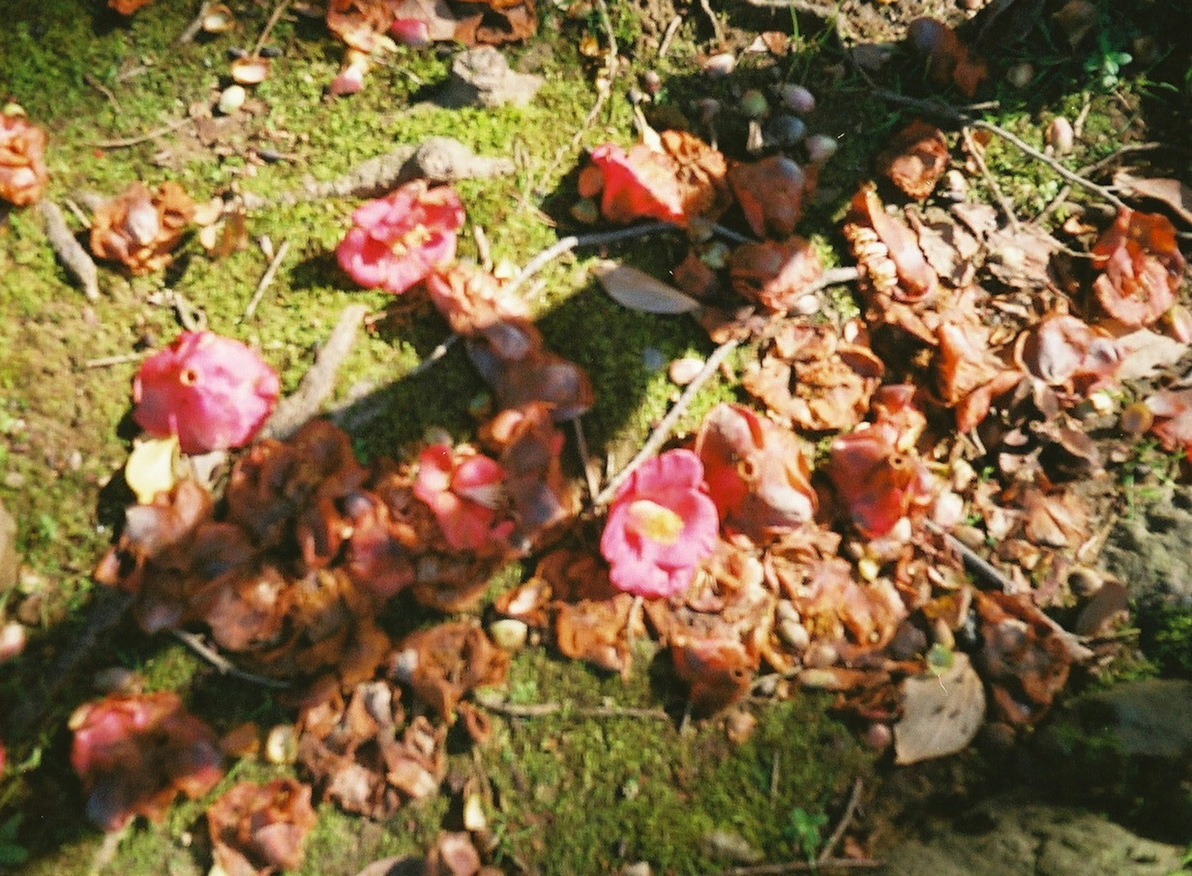 地面に落ちたピンクの花びらと枯れ葉の集まり