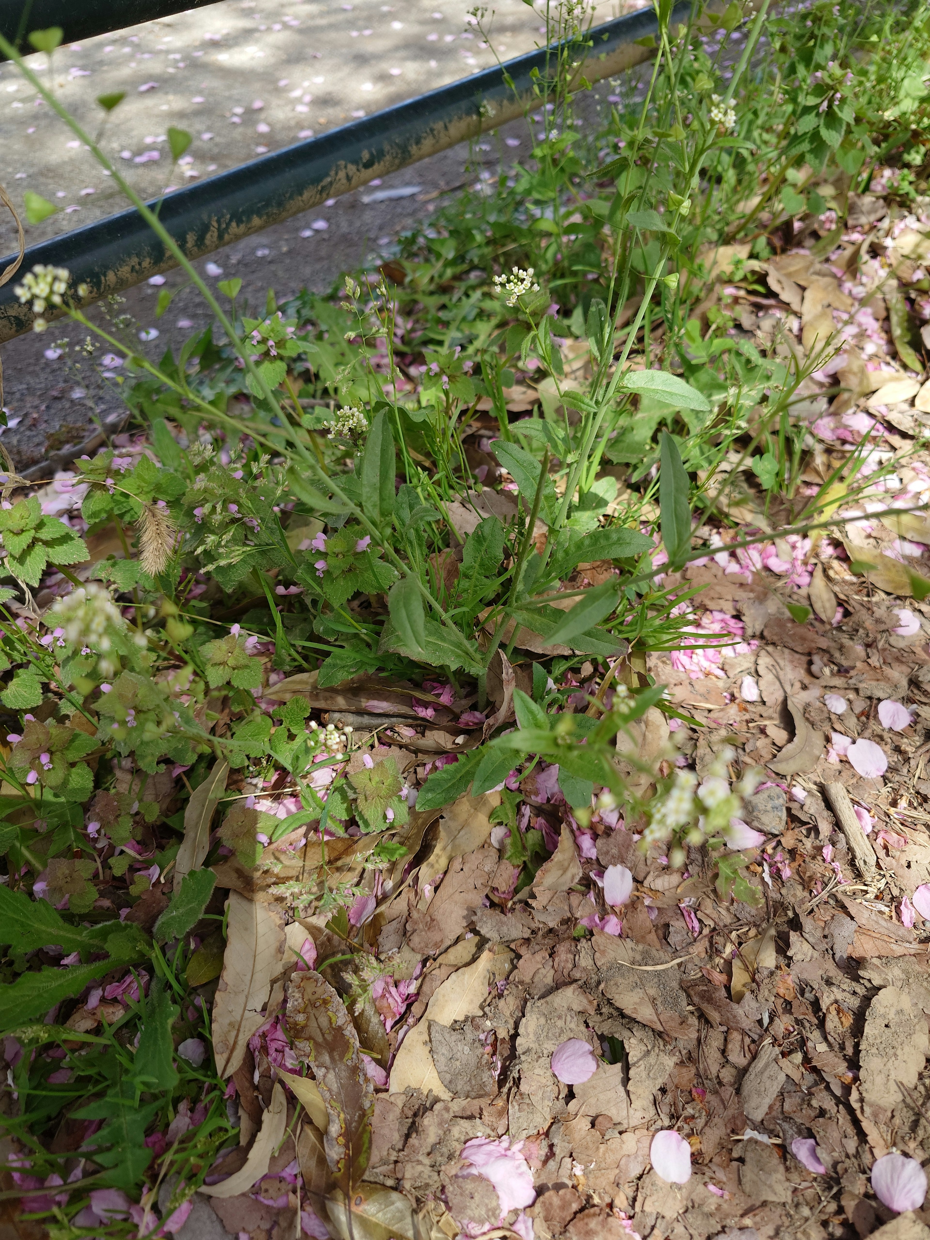 A scene with scattered cherry blossom petals and green grass on the ground