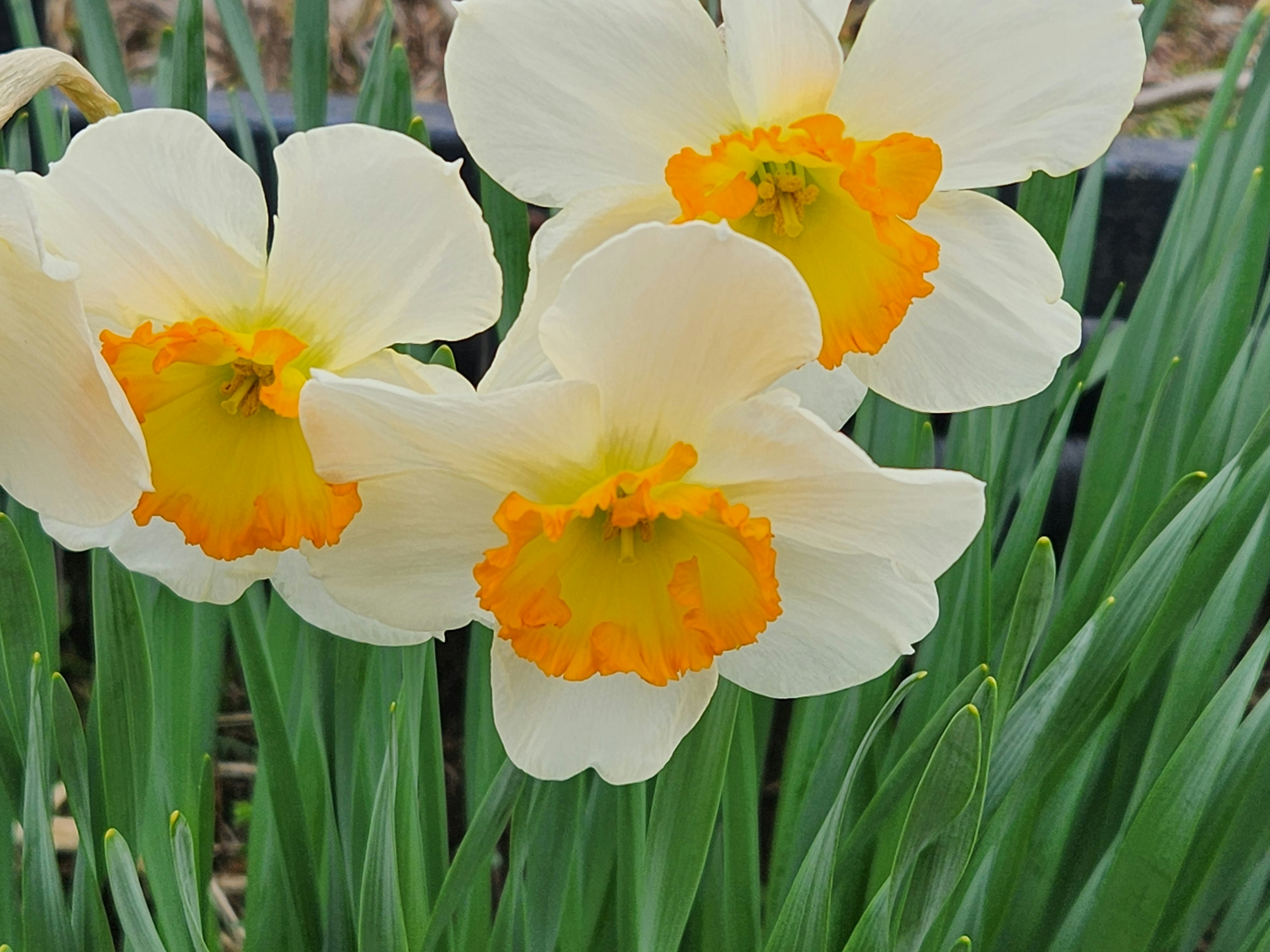 Narzissenblüten mit weißen Blütenblättern und orangefarbenen Zentren im grünen Laub