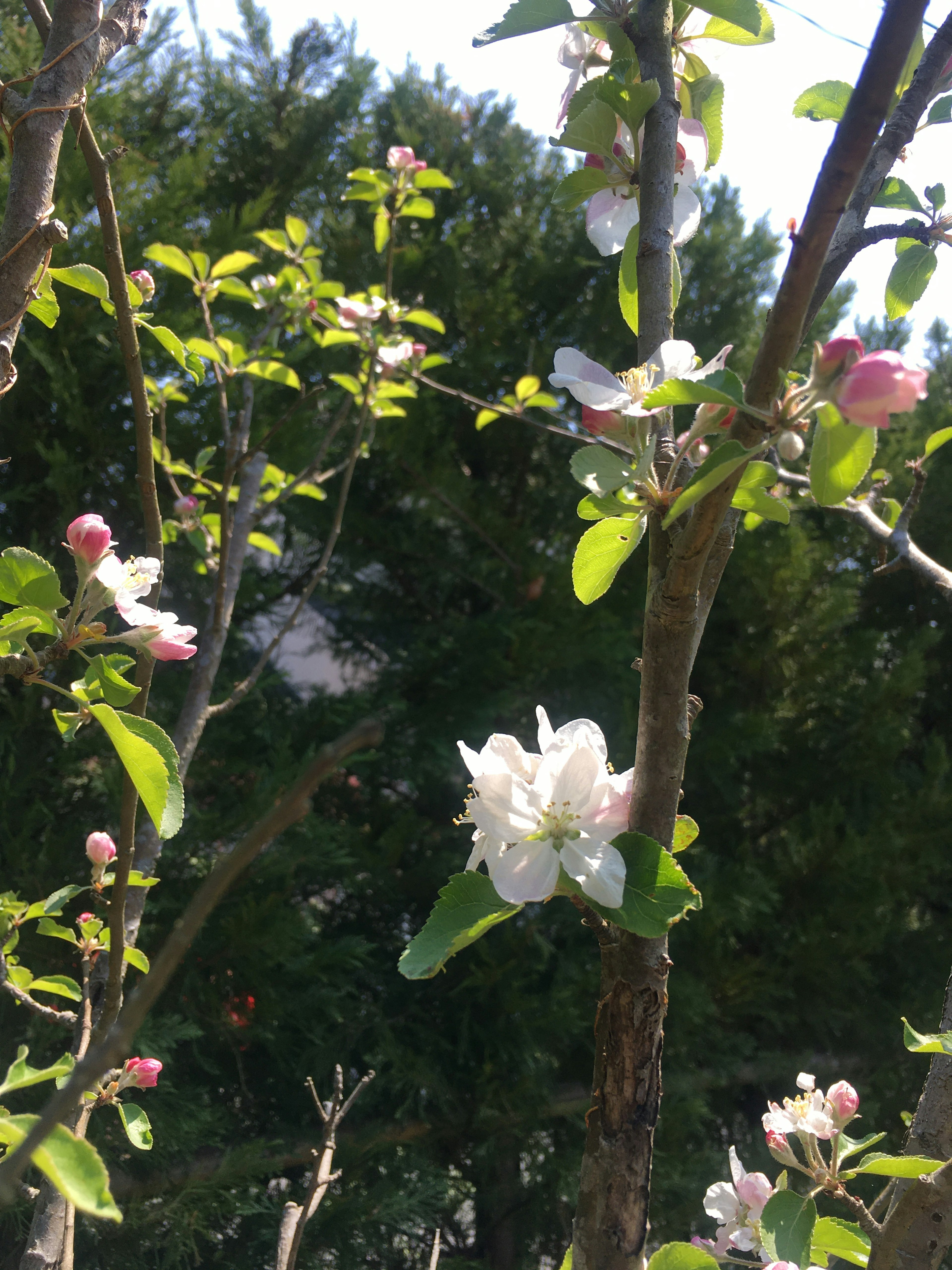 Apple tree branch with white flowers and green leaves