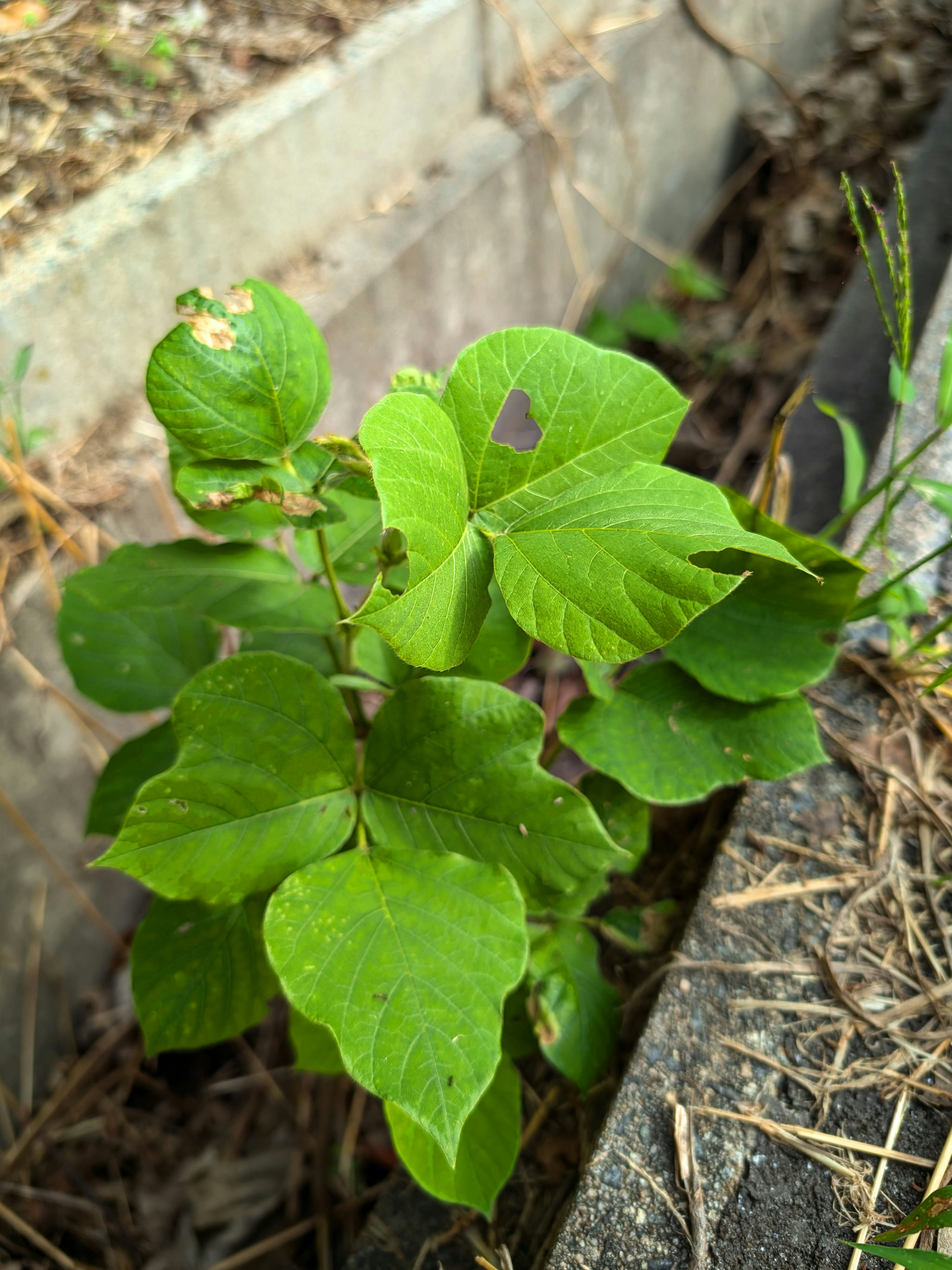 A small green plant with broad leaves growing between concrete blocks