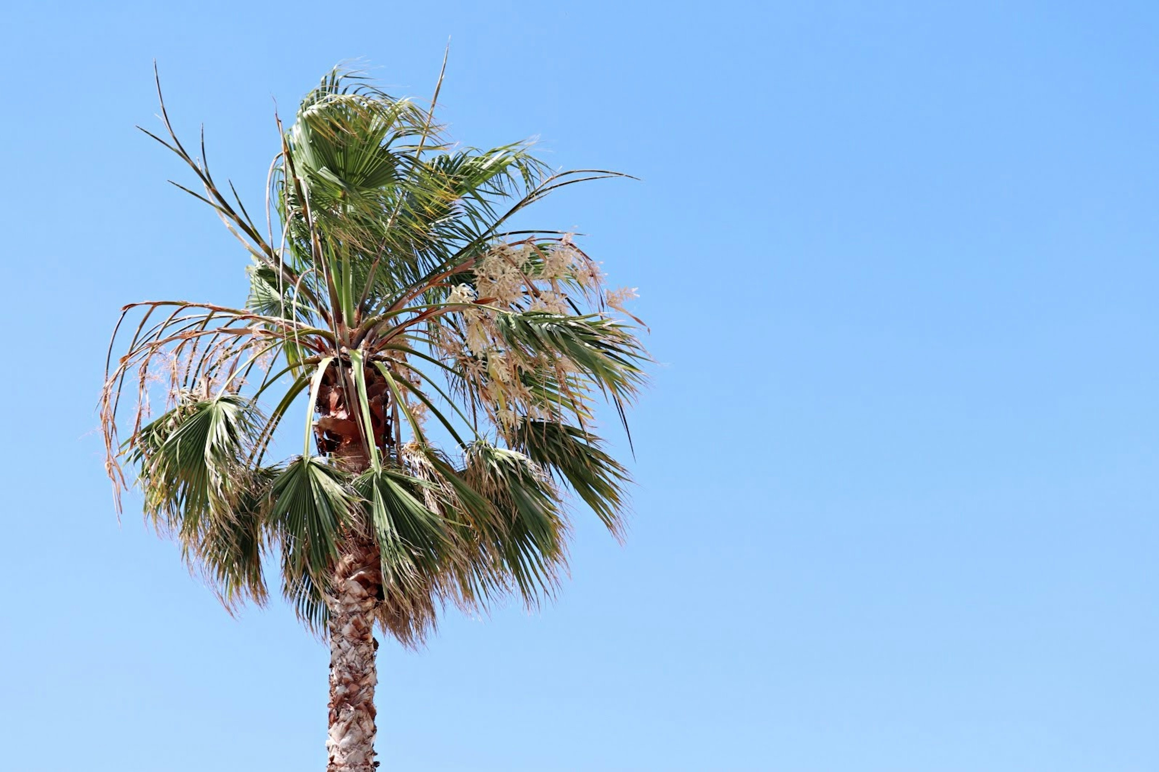 Palme unter einem klaren blauen Himmel