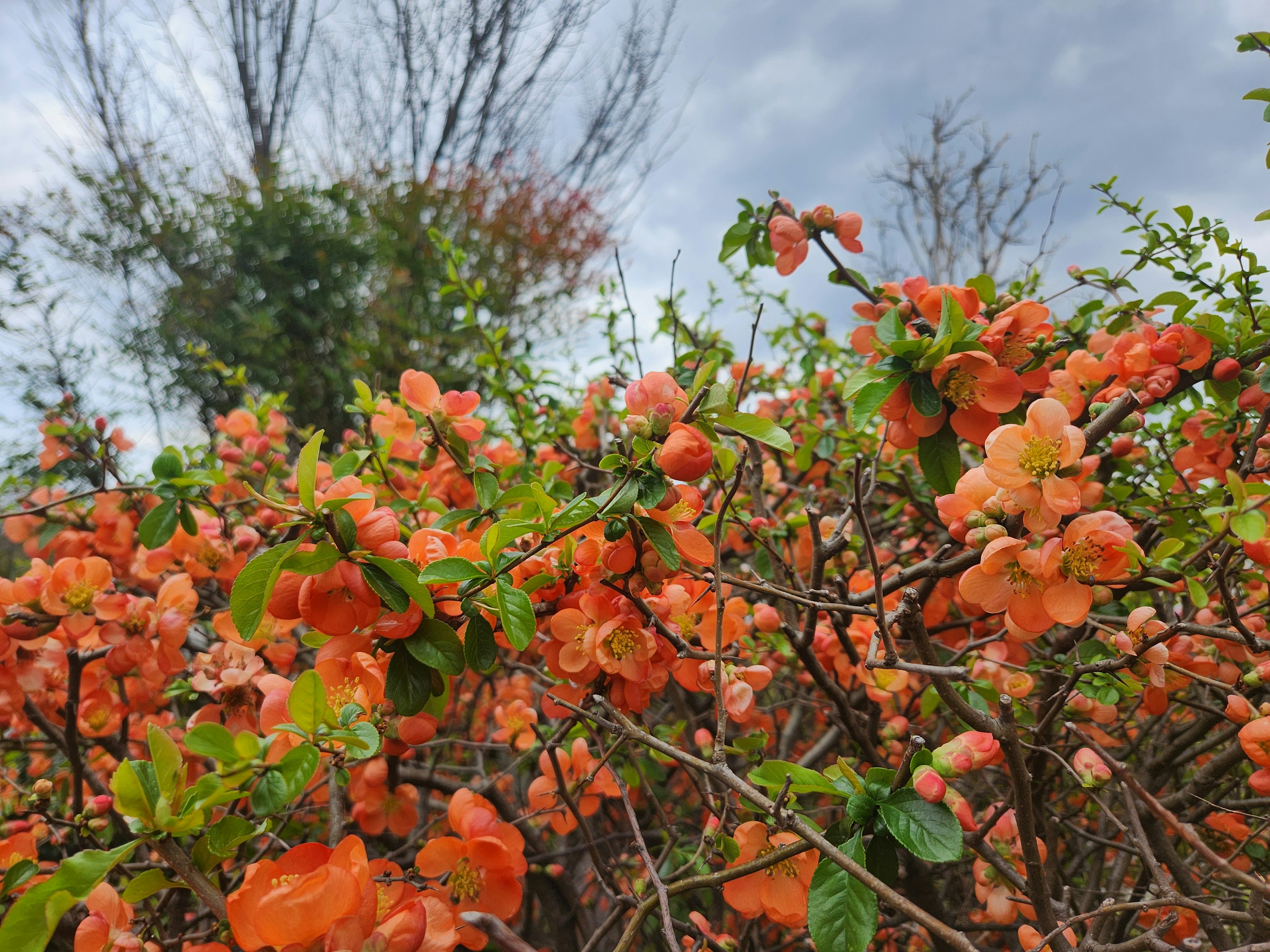 Close-up of orange flowers on a bush with cloudy sky