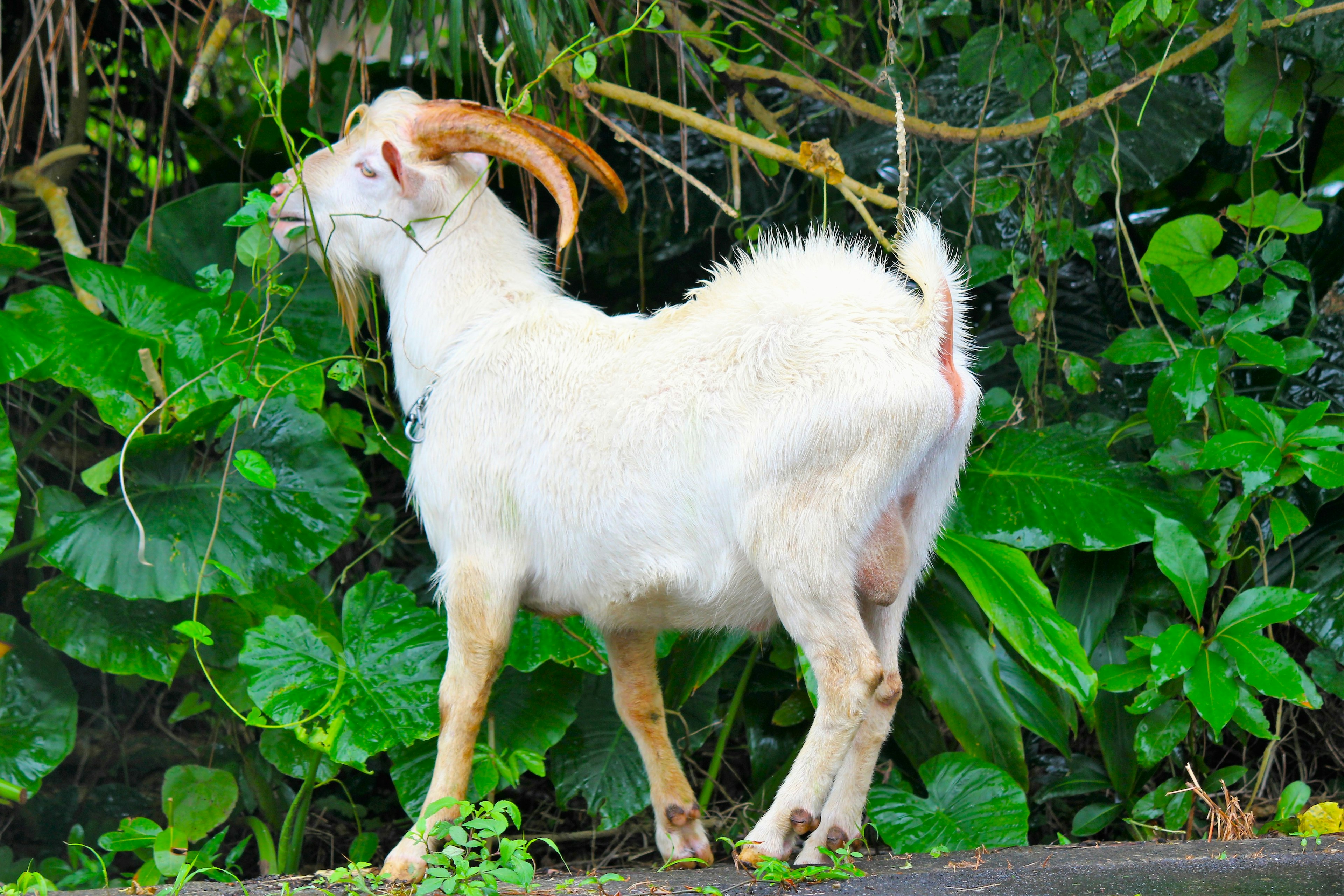 Seekor kambing putih berdiri di depan latar belakang hijau subur