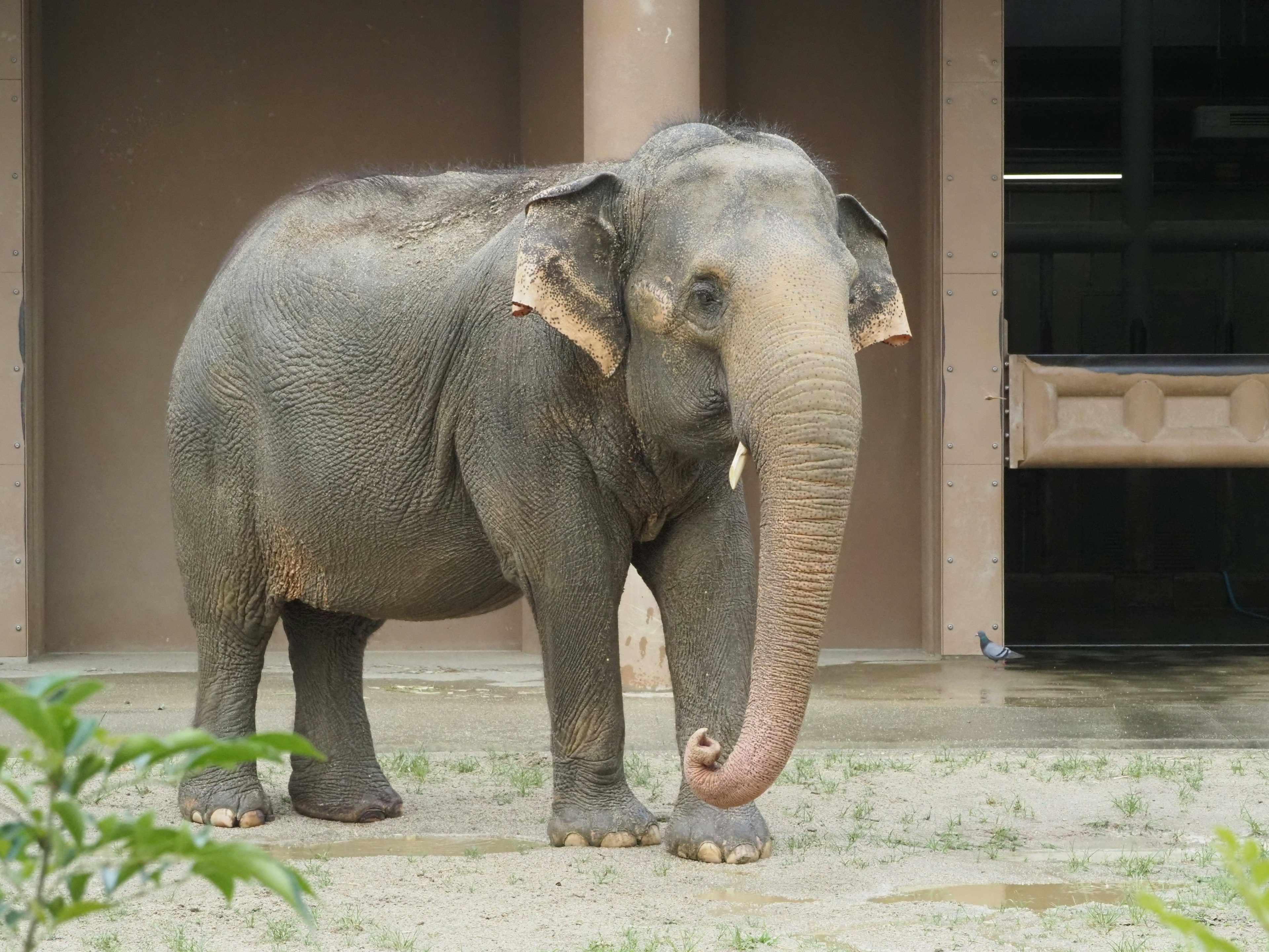 Gajah Asia berdiri tenang di lingkungan kebun binatang