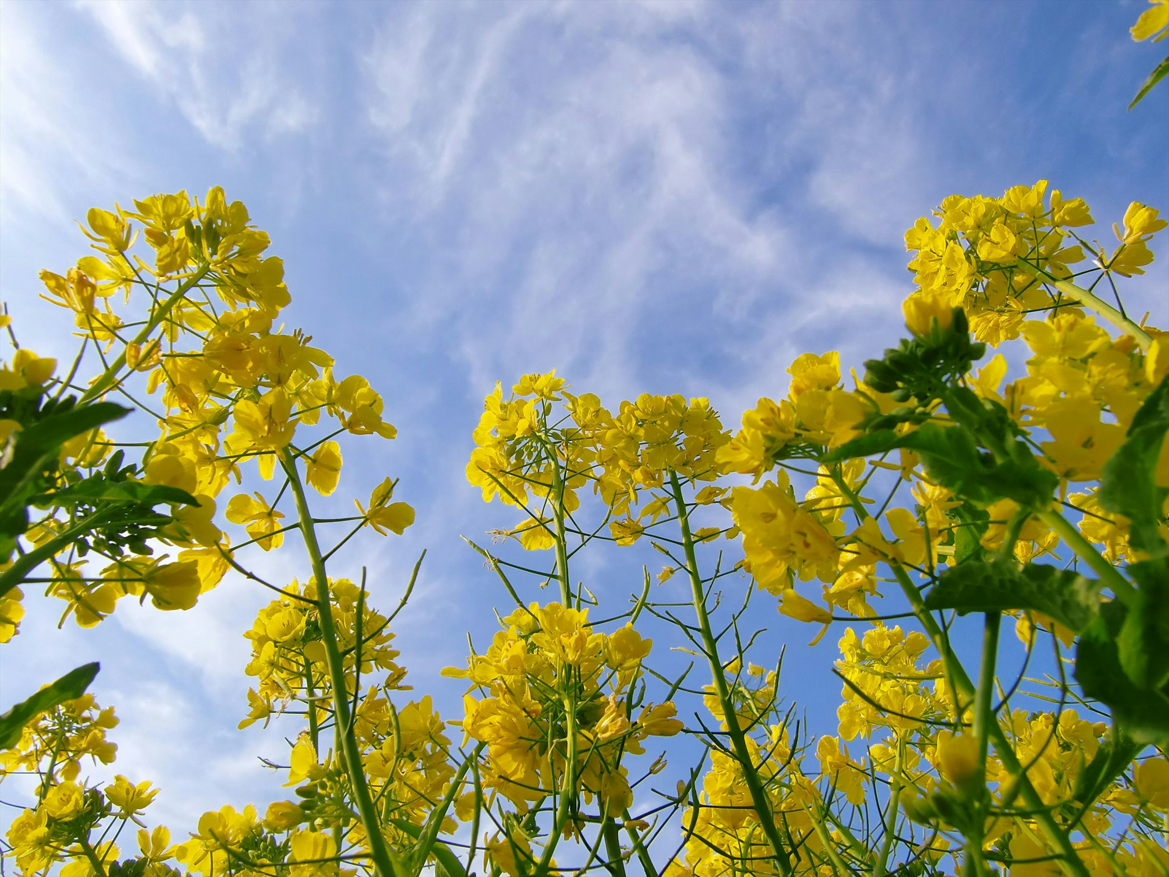 Field of yellow rapeseed flowers against a blue sky