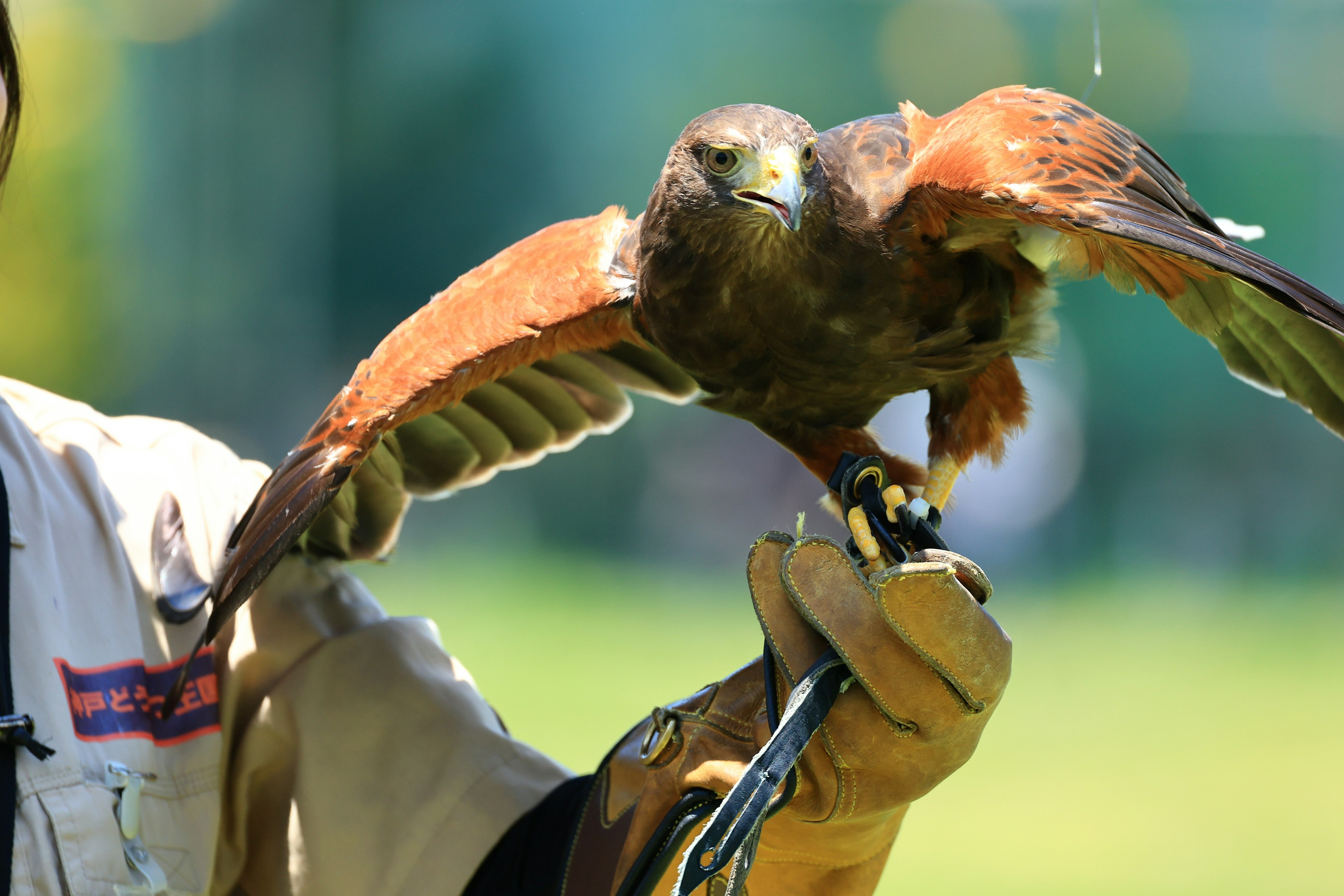 Close-up of a person holding a hawk with its wings spread