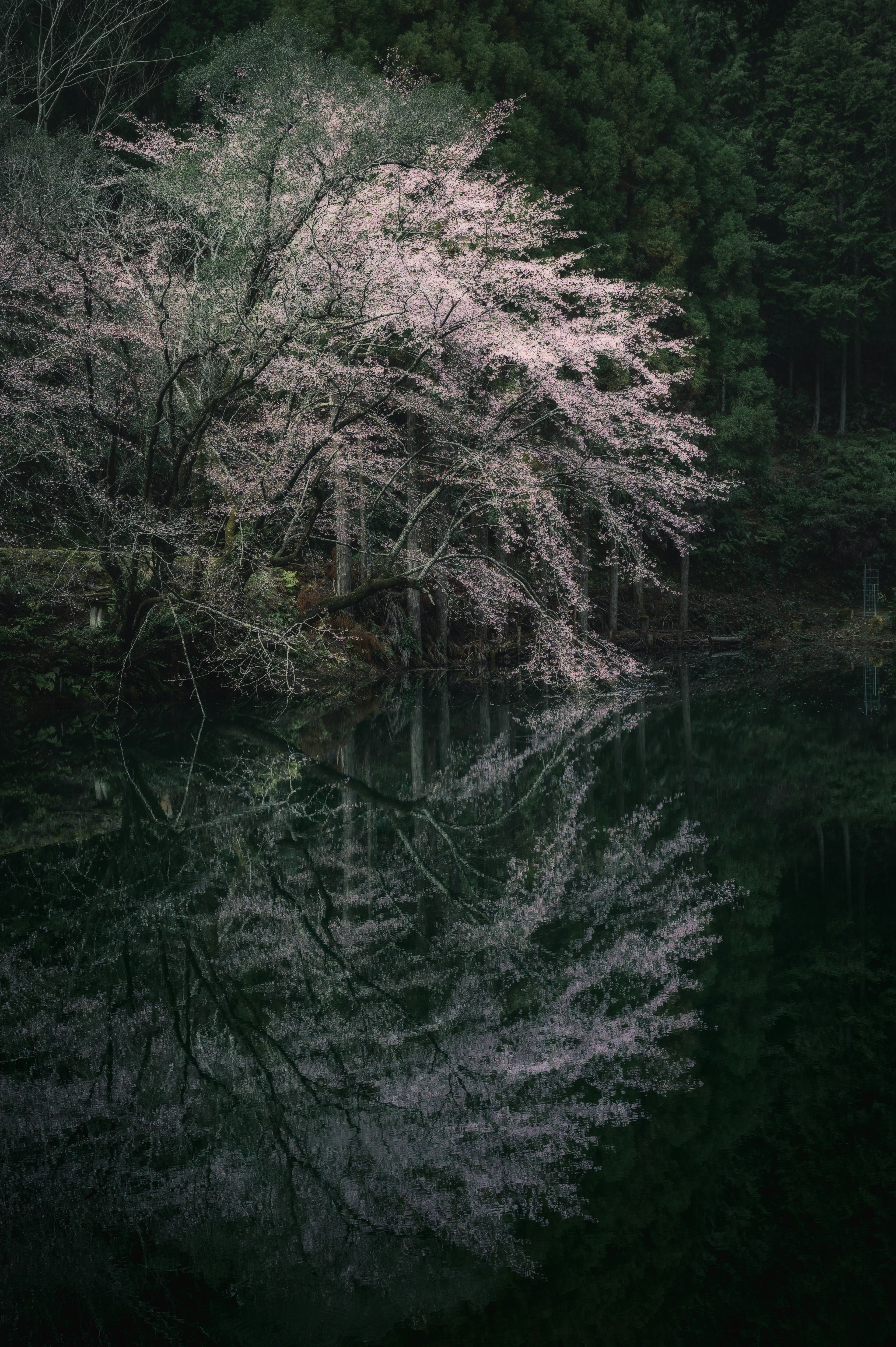 Beautiful reflection of a cherry blossom tree by a calm lake