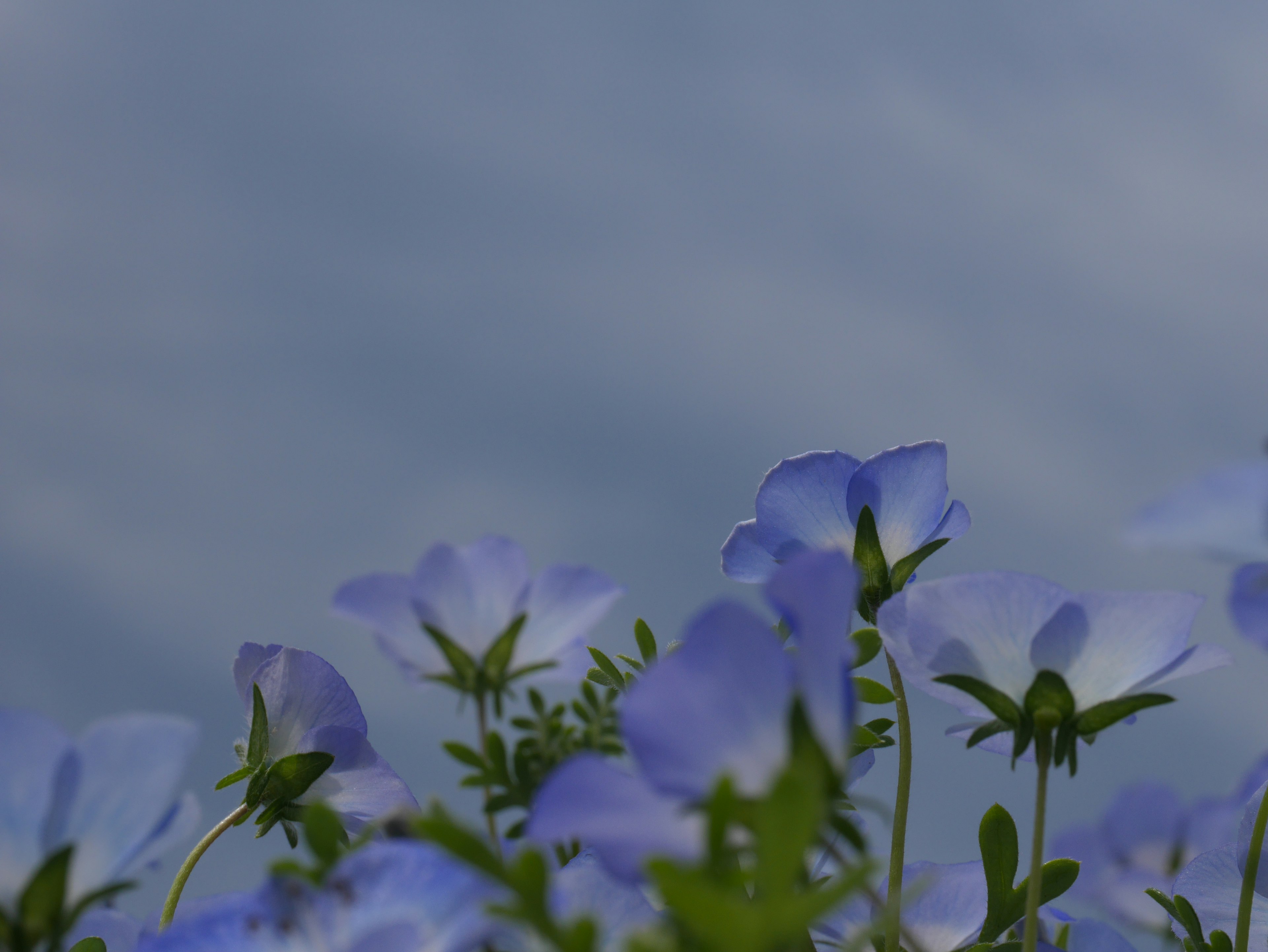 Blaue Blumen blühen unter einem blauen Himmel