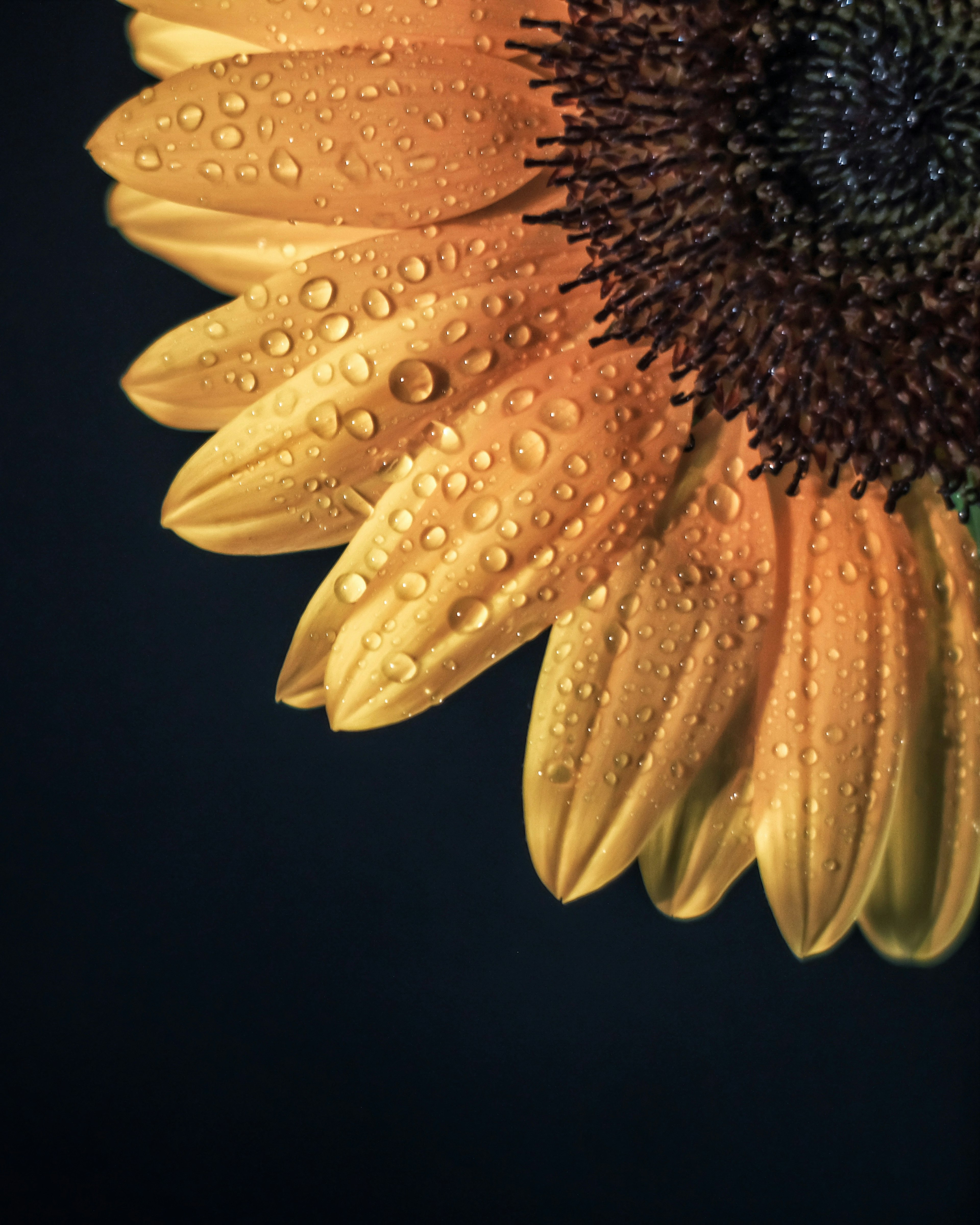 Primo piano di un petalo di girasole con gocce d'acqua su uno sfondo scuro