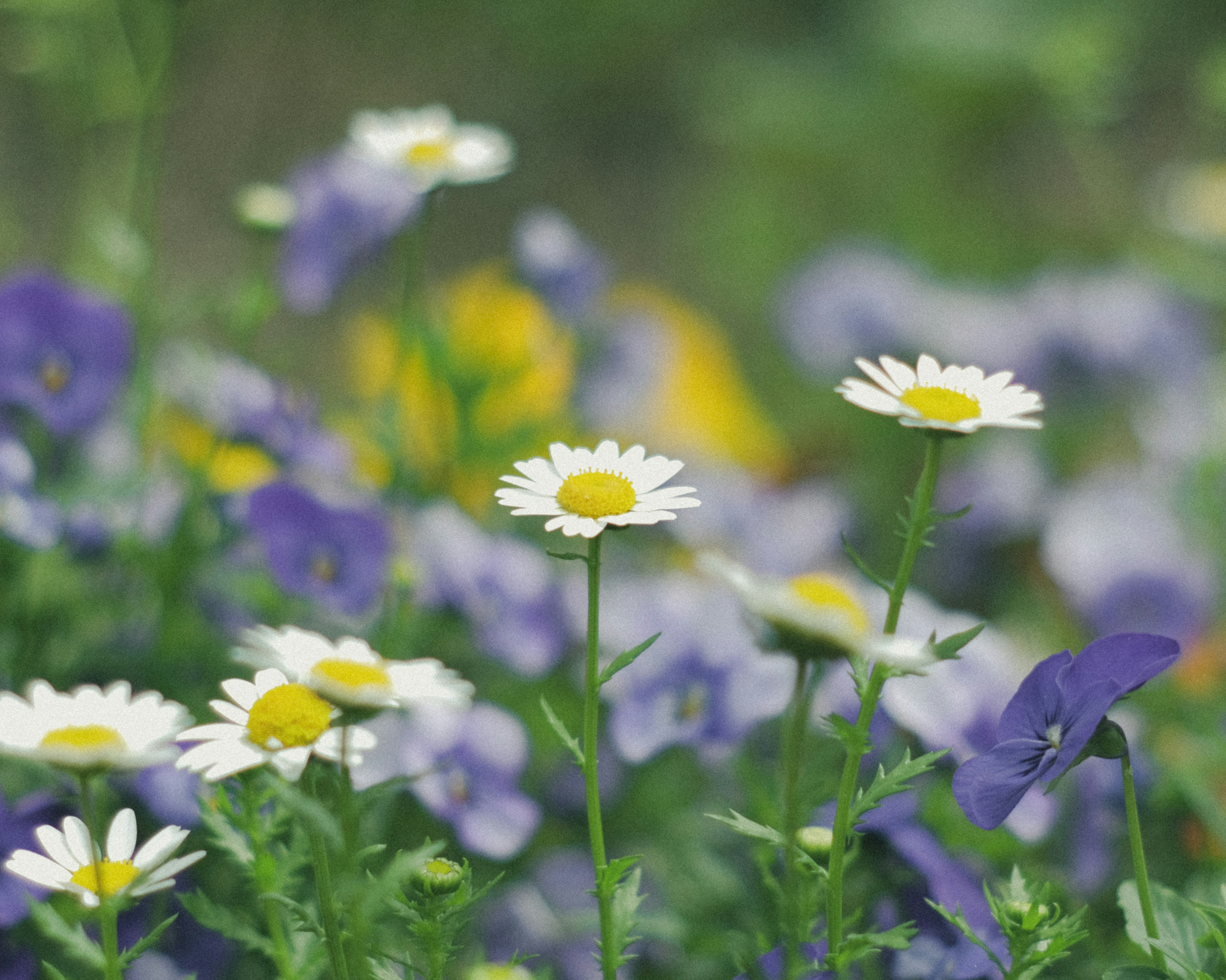 Eine lebendige Szene mit weißen Gänseblümchen zwischen bunten Blumen