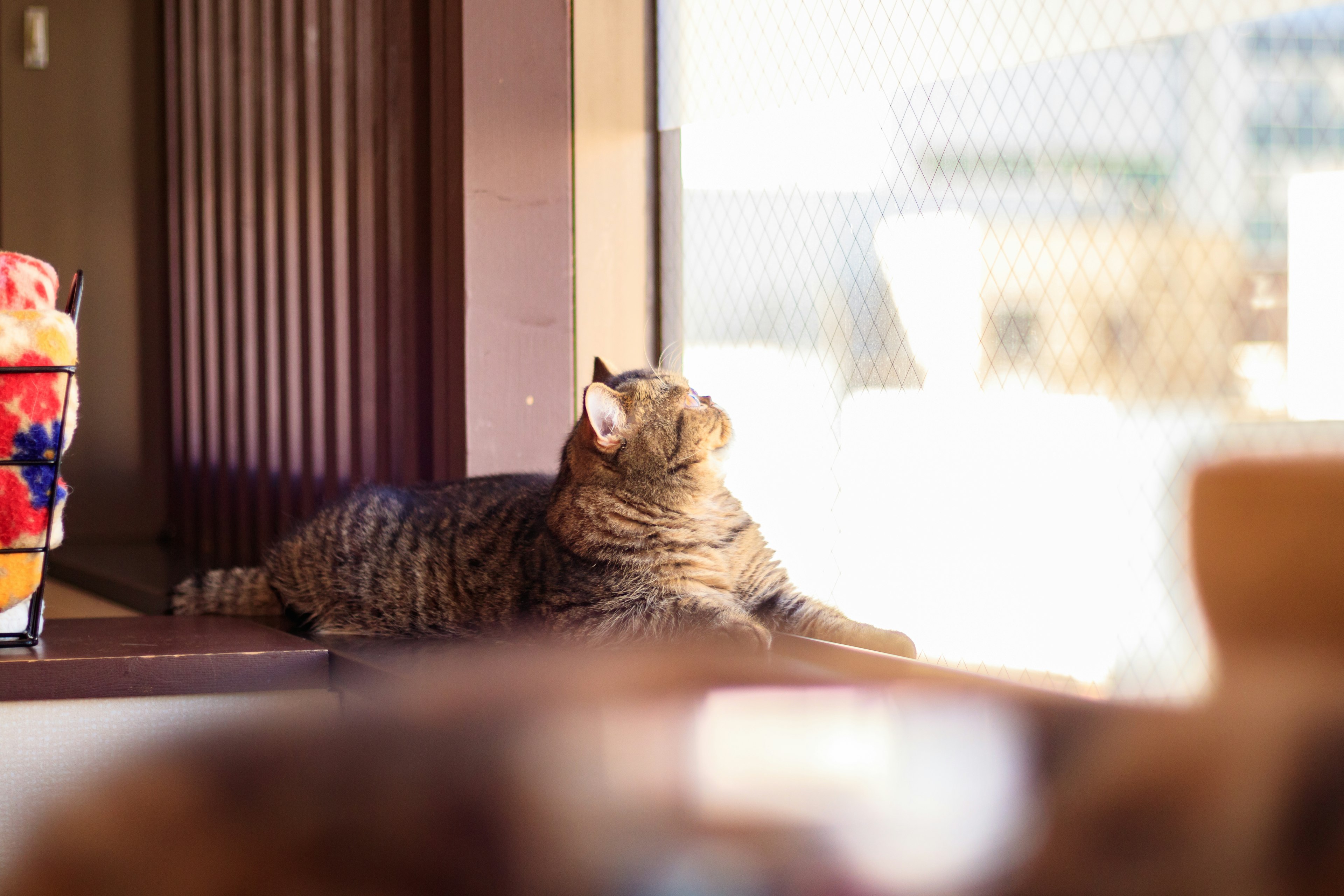 Un gatto marrone sdraiato vicino alla finestra