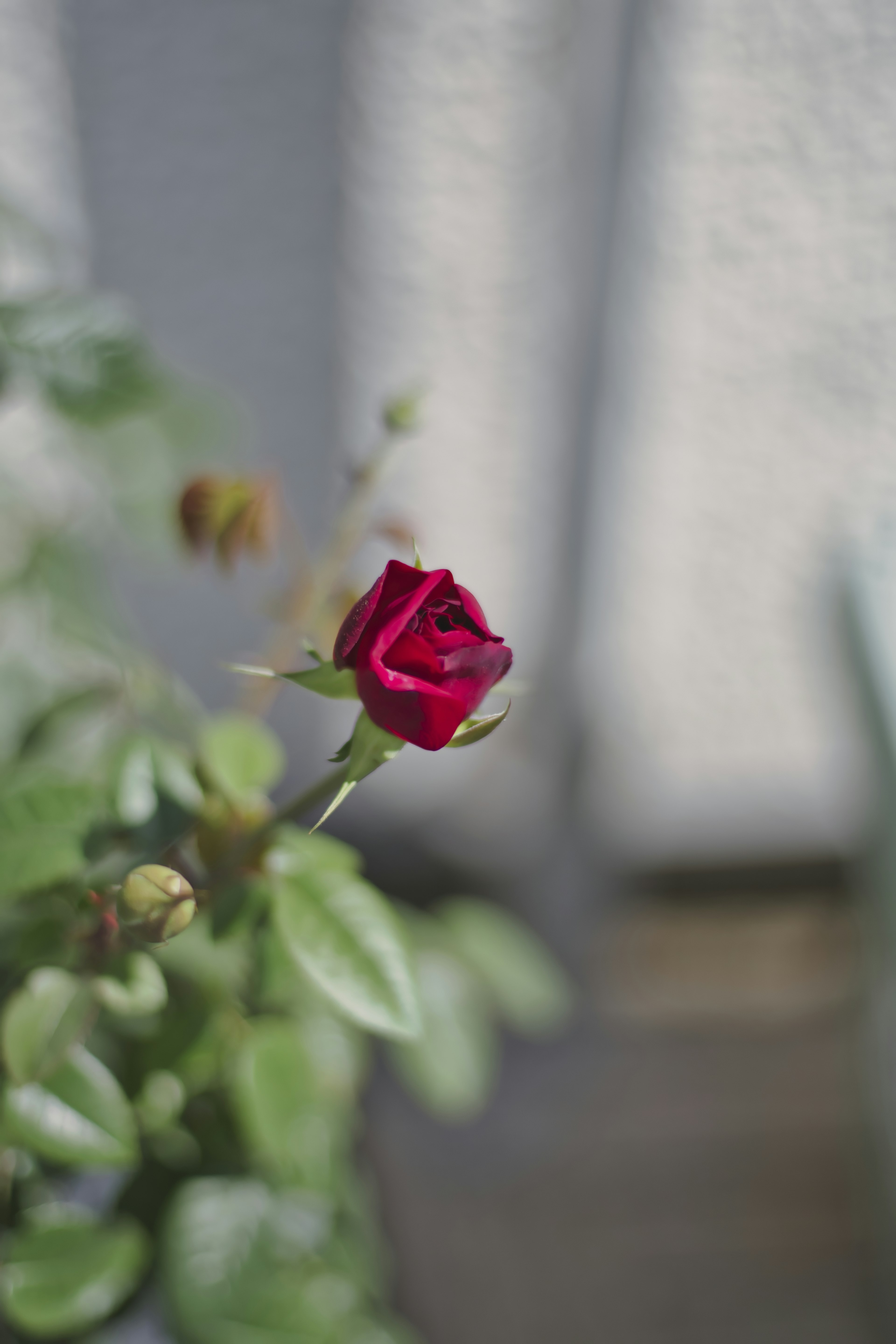 Eine rote Rosenknospe umgeben von grünen Blättern