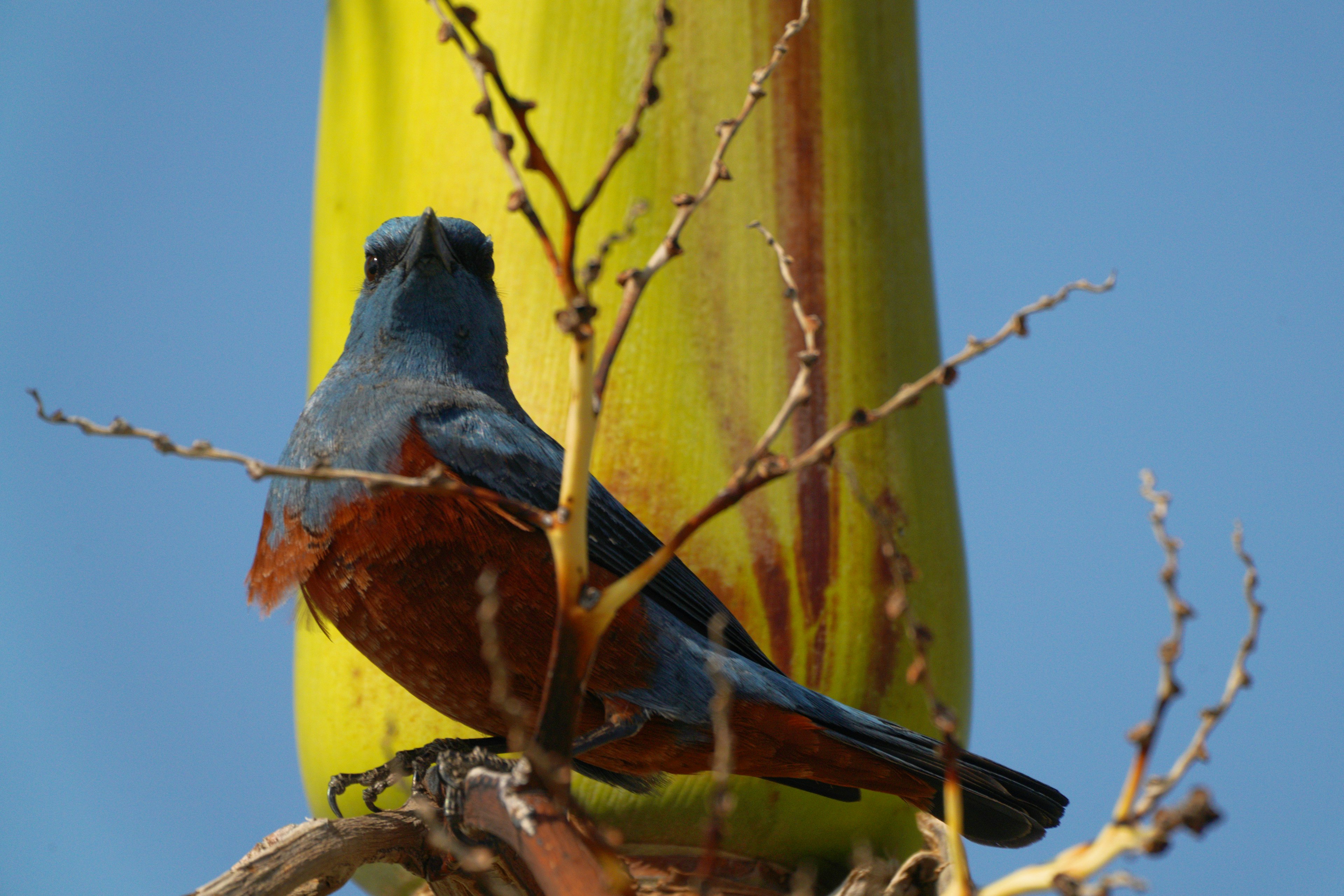 Ein blauer Vogel sitzt nahe einem grünen Stamm