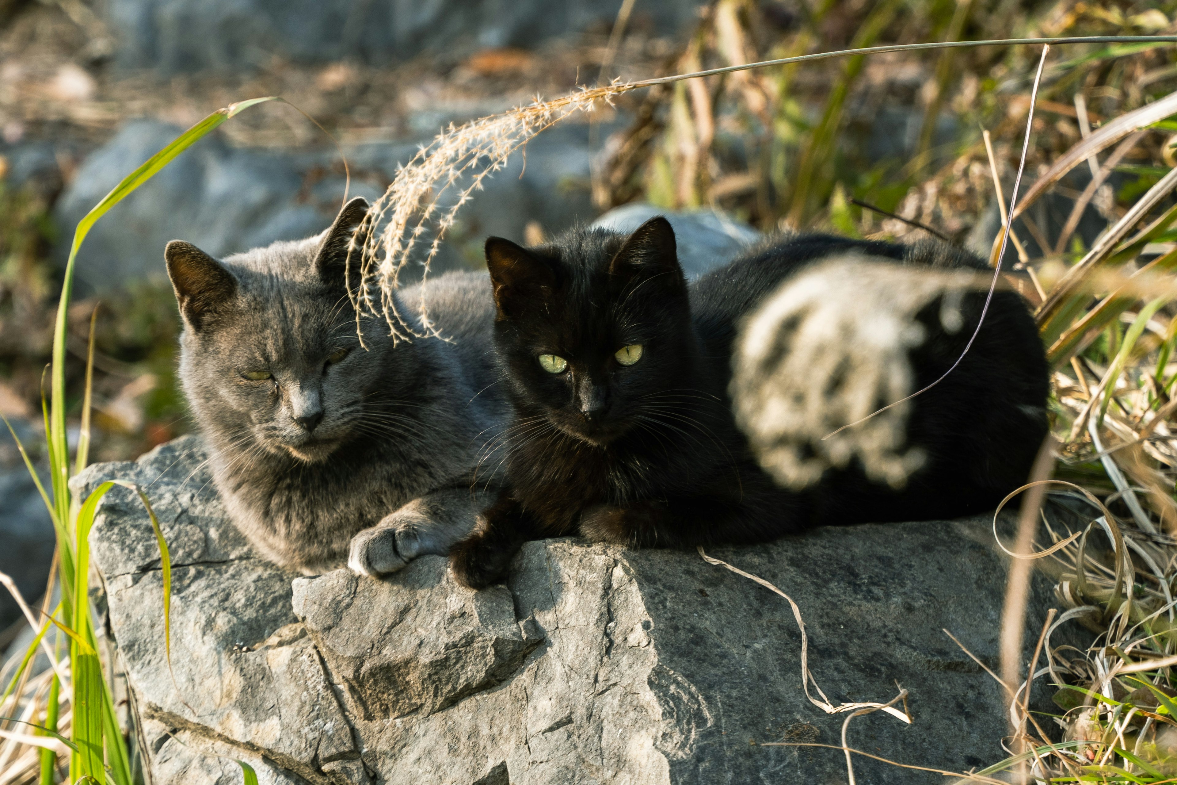 二匹の猫が岩の上で寝ているシーン　灰色と黒の猫が隣り合っている