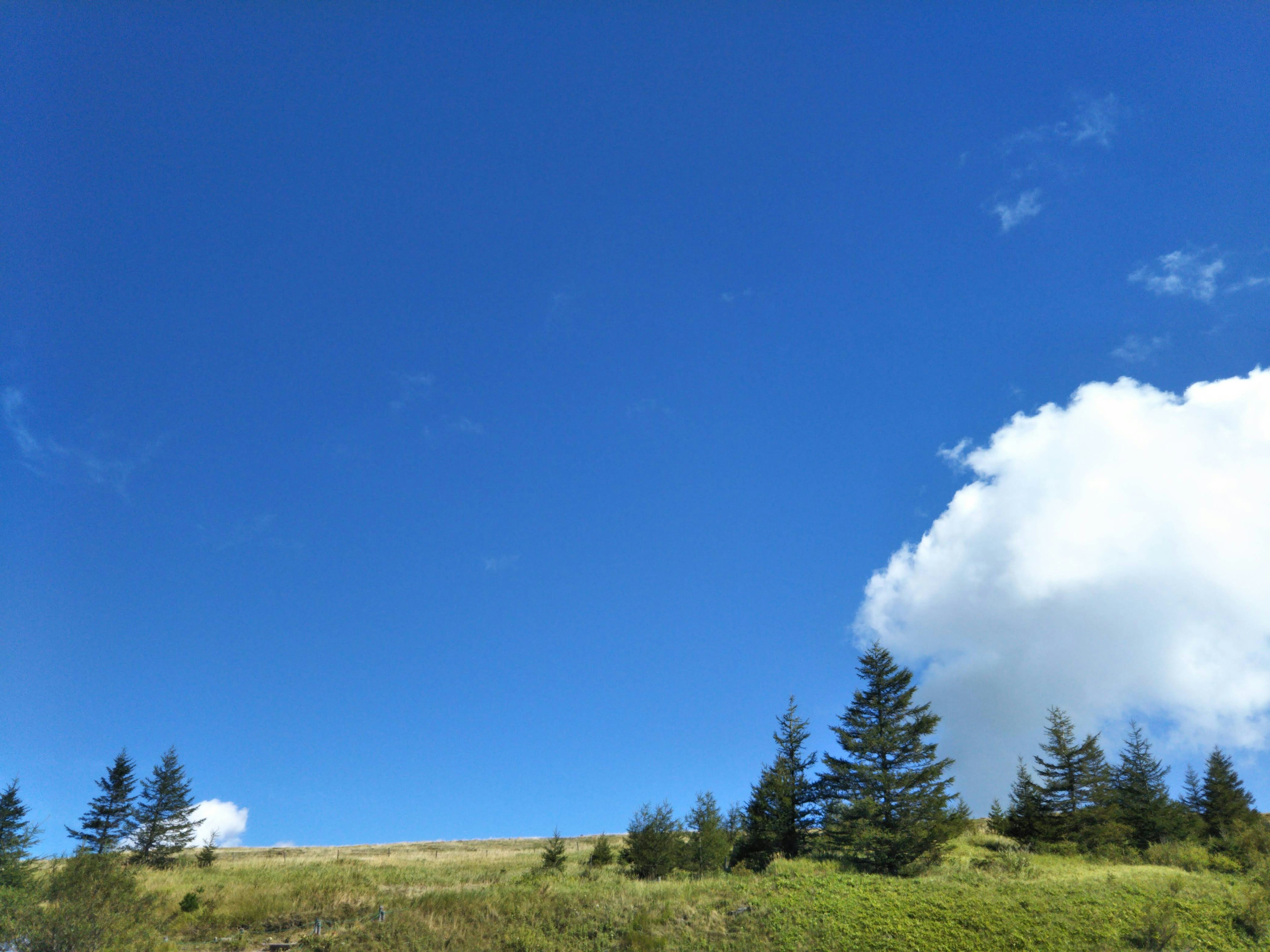 Cielo blu chiaro con nuvole bianche e alberi verdi