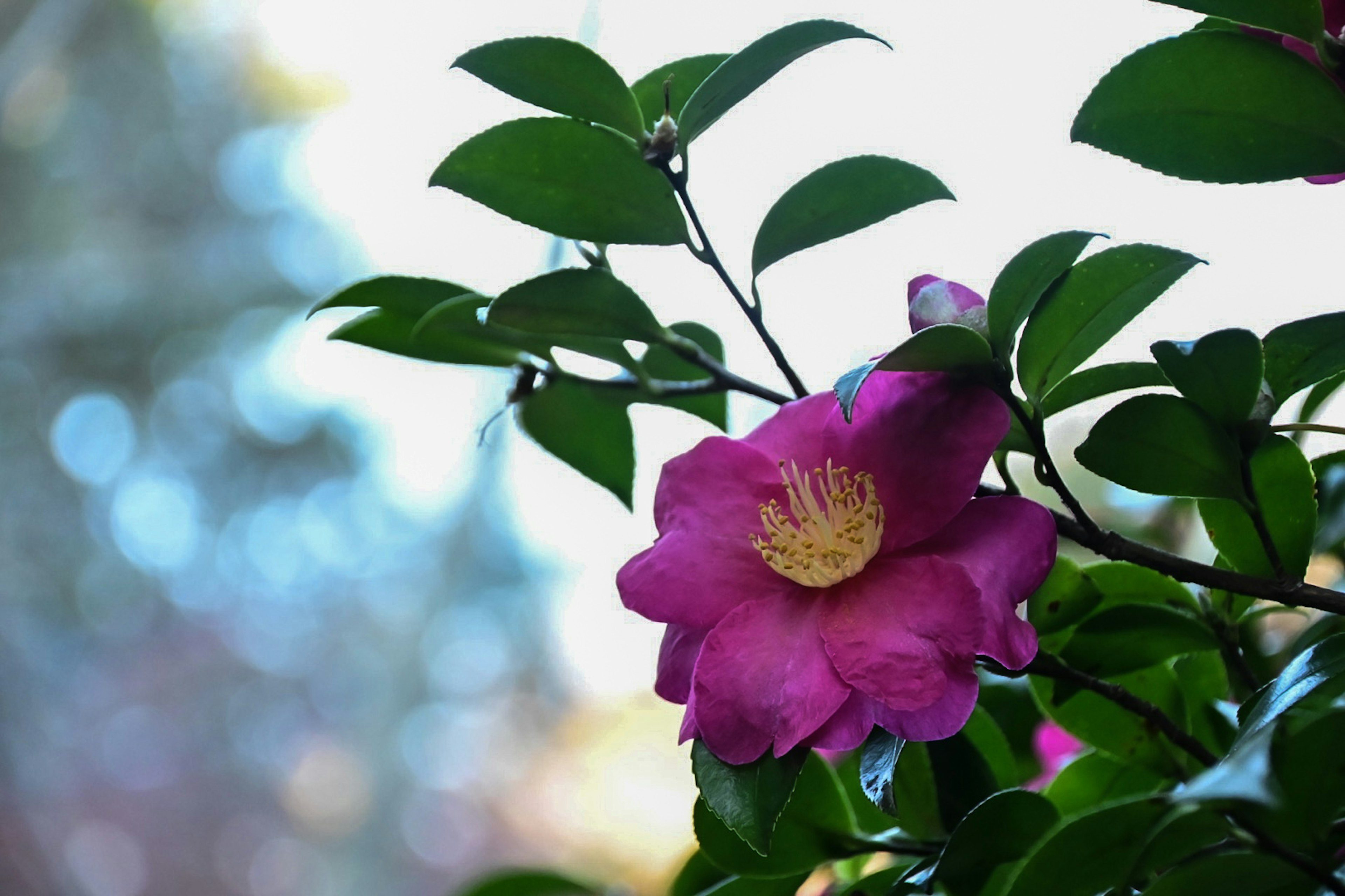 鮮やかなピンクの花が緑の葉に囲まれている