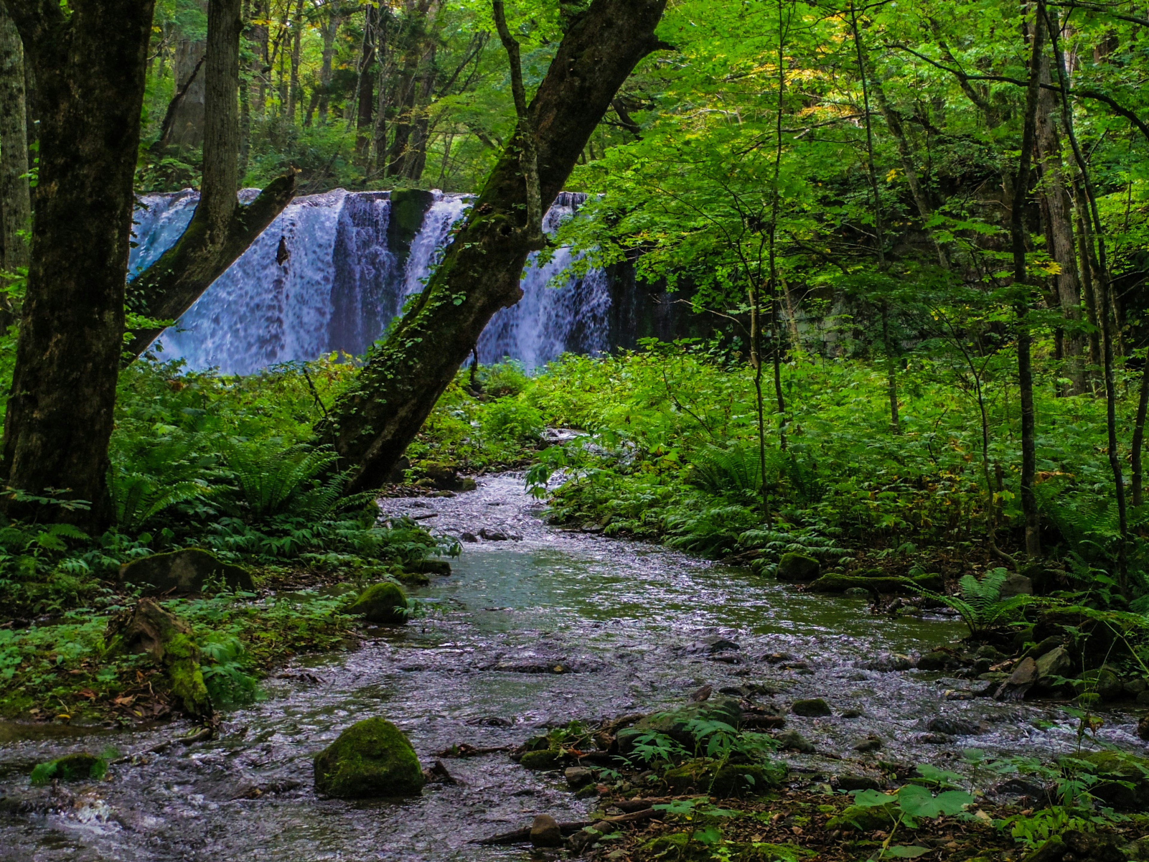 Serene stream surrounded by lush greenery and a blue waterfall