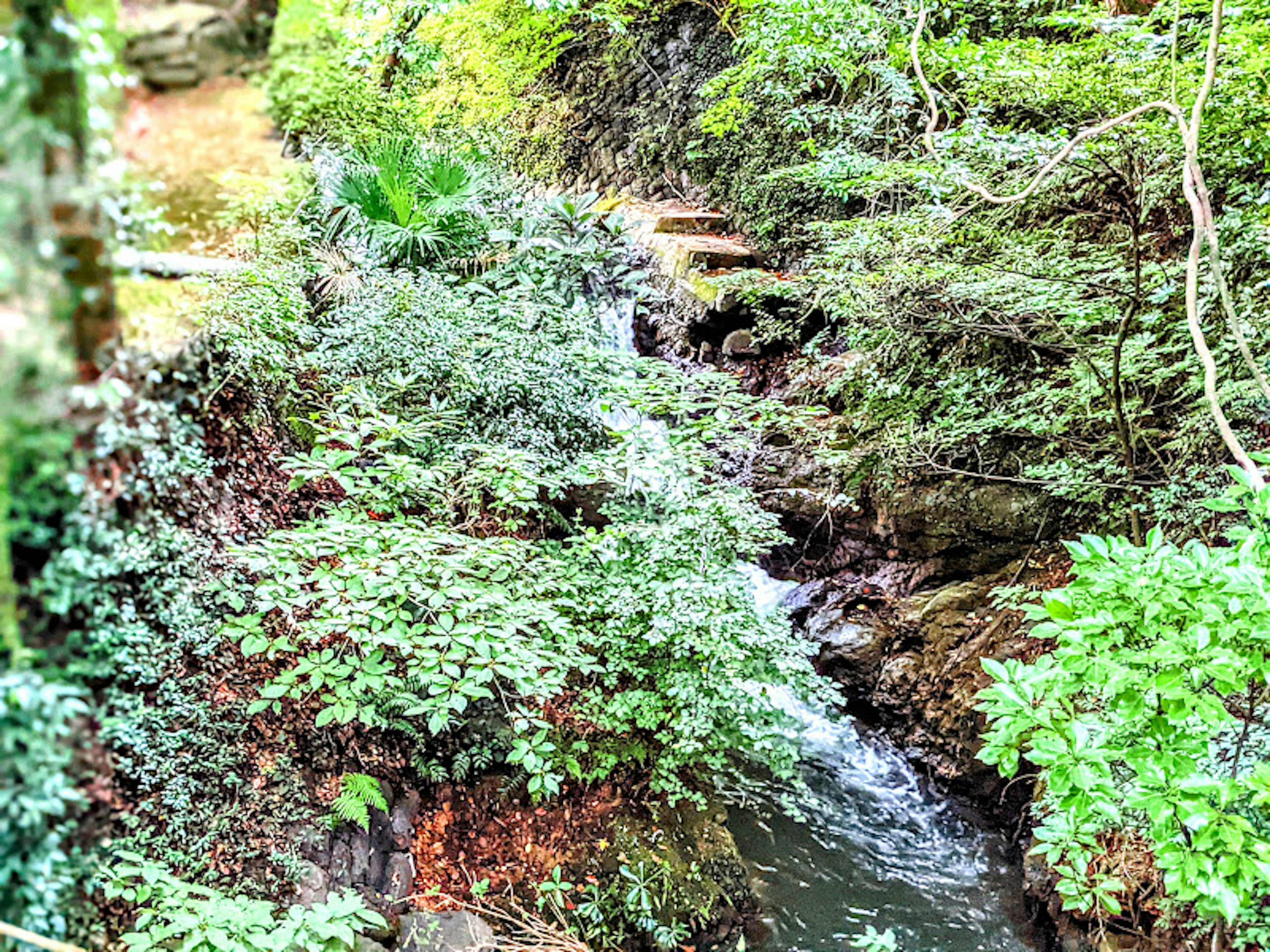 Ein kleiner Bach, der durch einen üppigen Wald fließt