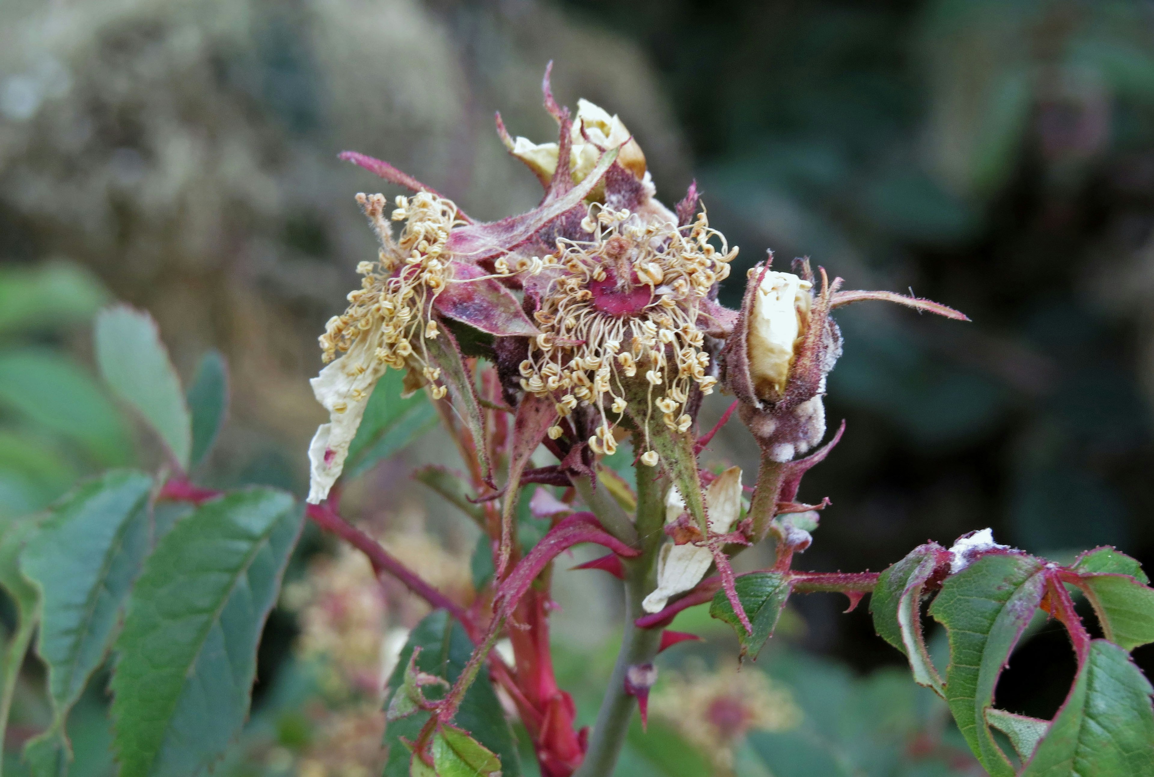 Close-up of a plant with red stems and wilted flowers