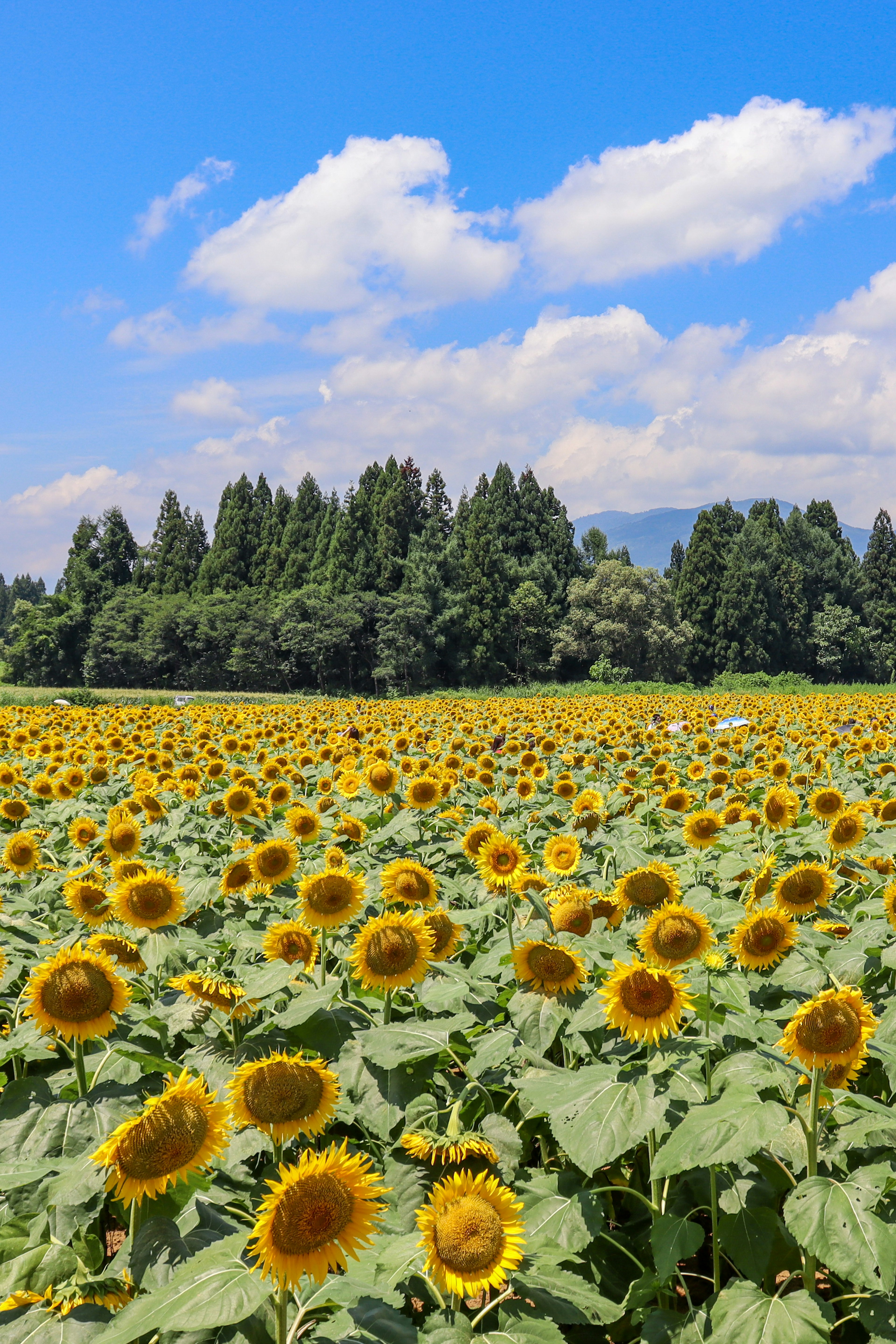 Ein weites Sonnenblumenfeld unter einem blauen Himmel mit flauschigen Wolken und grünen Bäumen