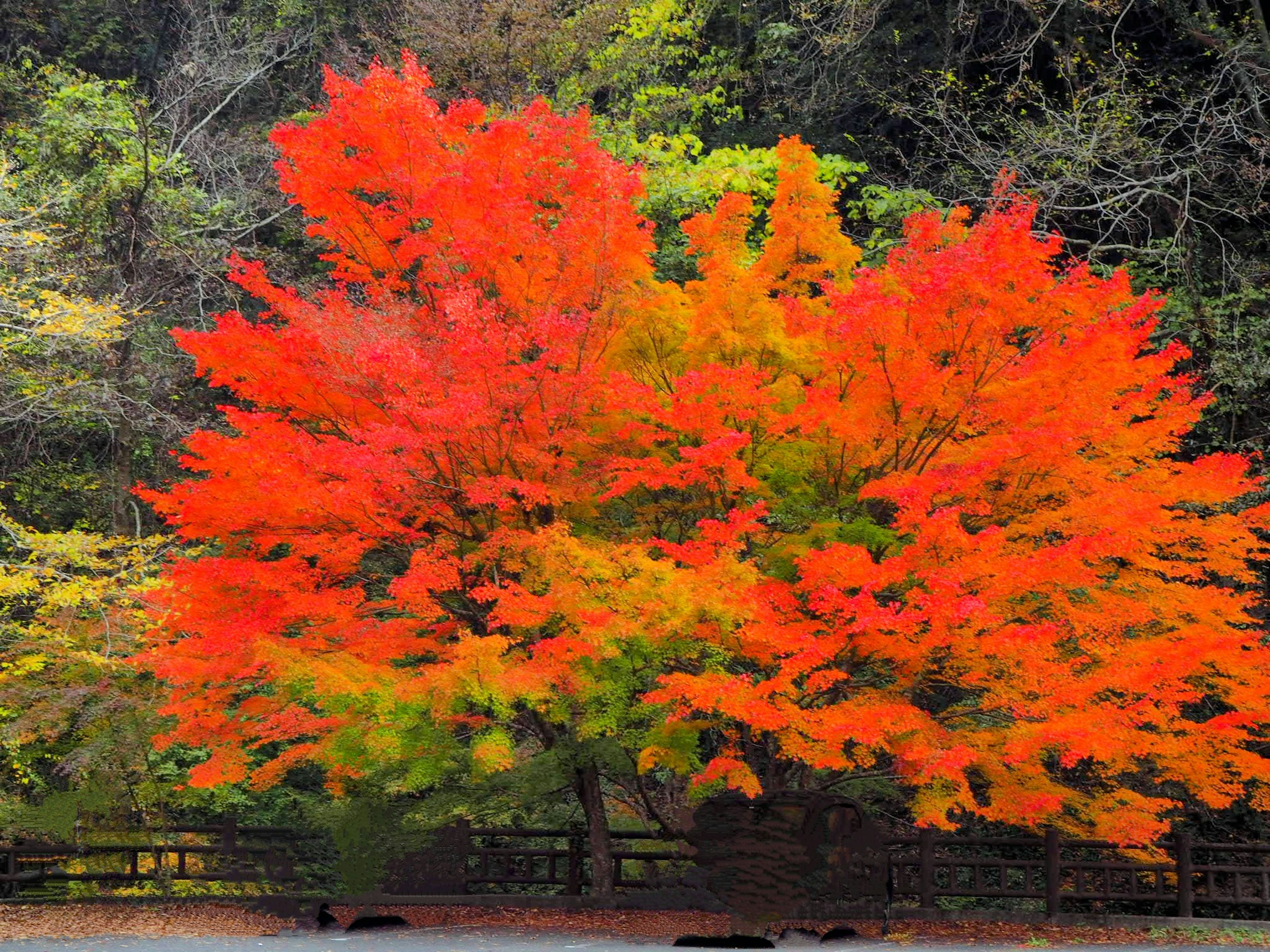 Vibrant red and yellow autumn tree with a green background