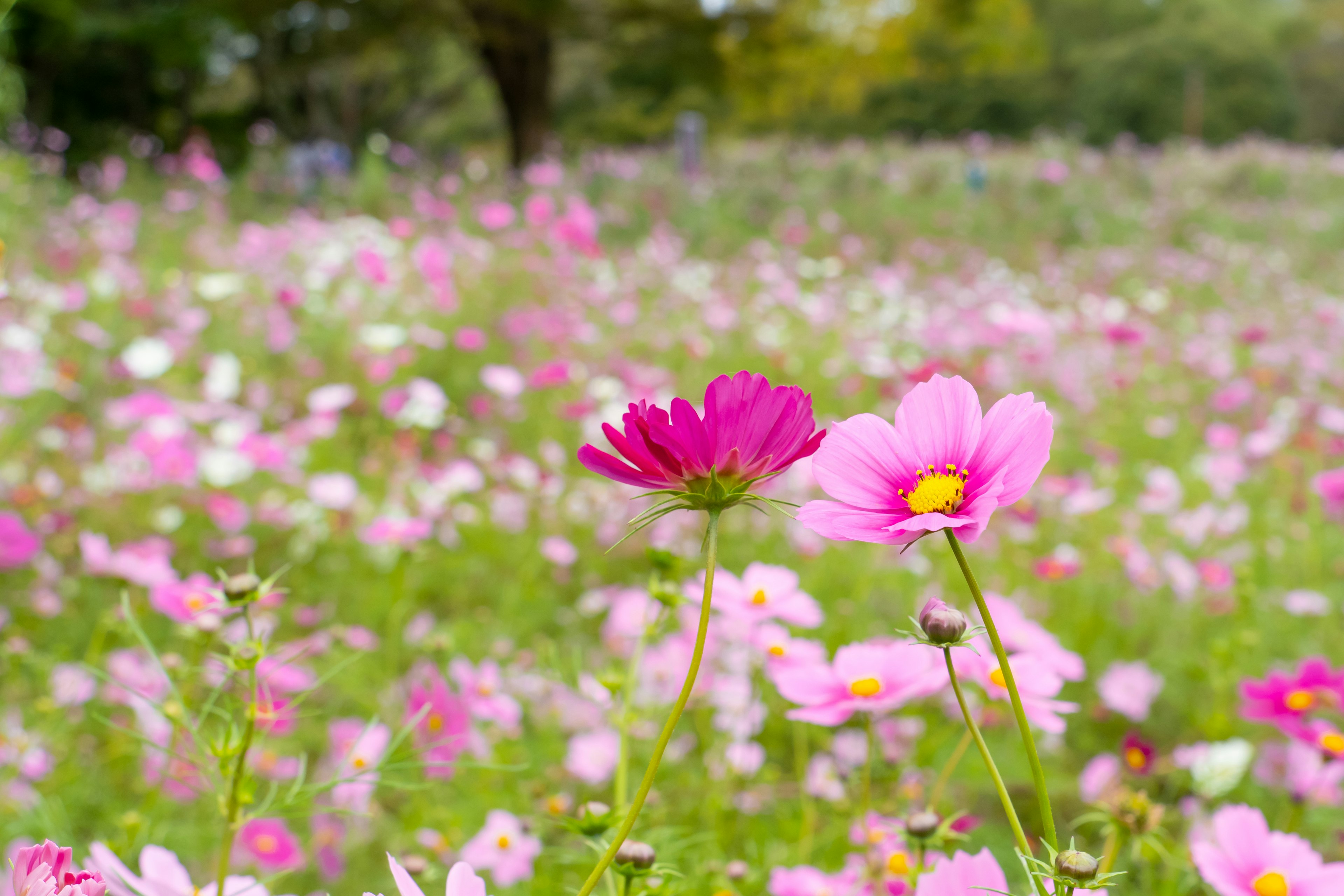 Ein wunderschönes Blumenfeld mit bunten Kosmosblumen