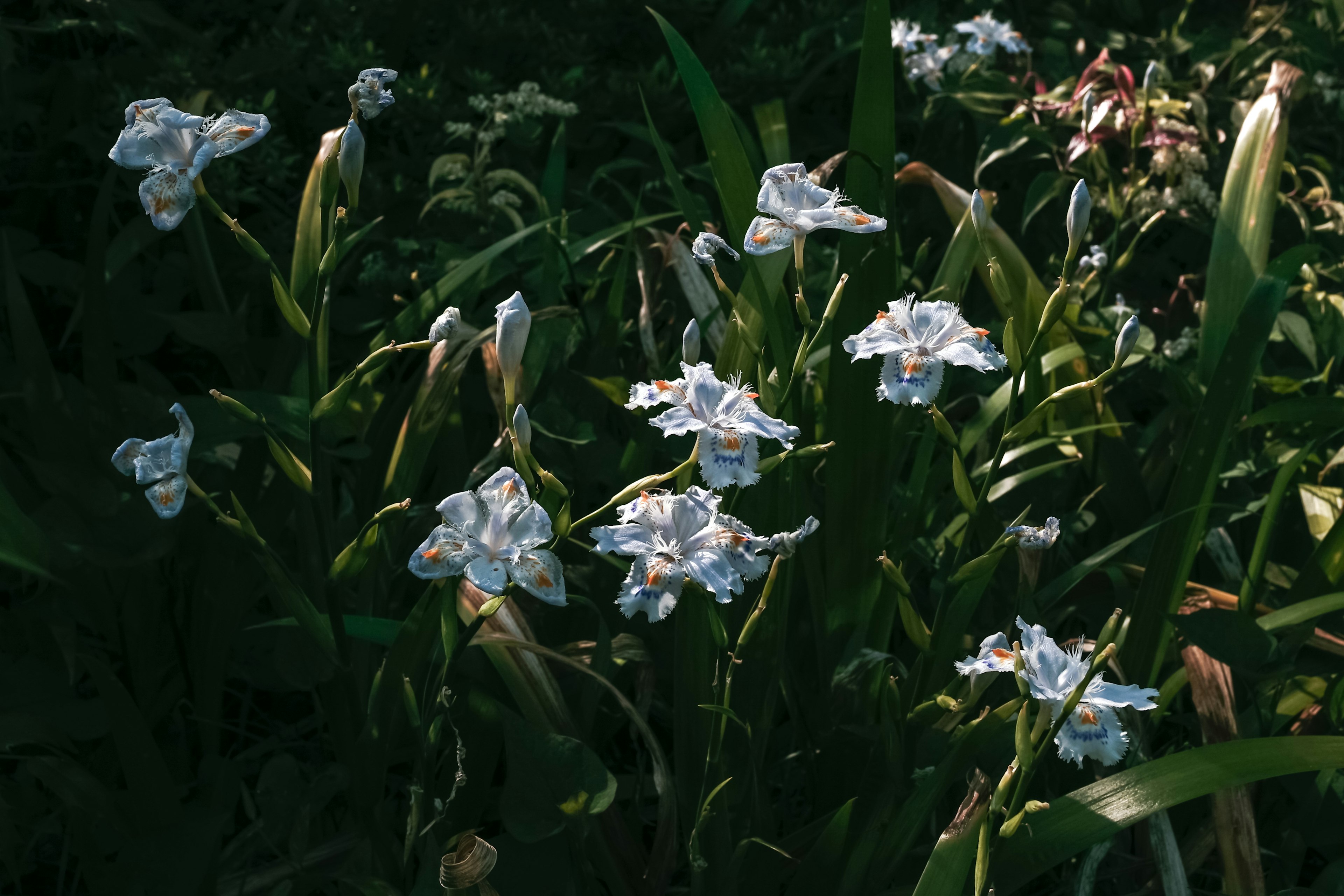 Groupe de fleurs blanches entourées de feuilles vertes