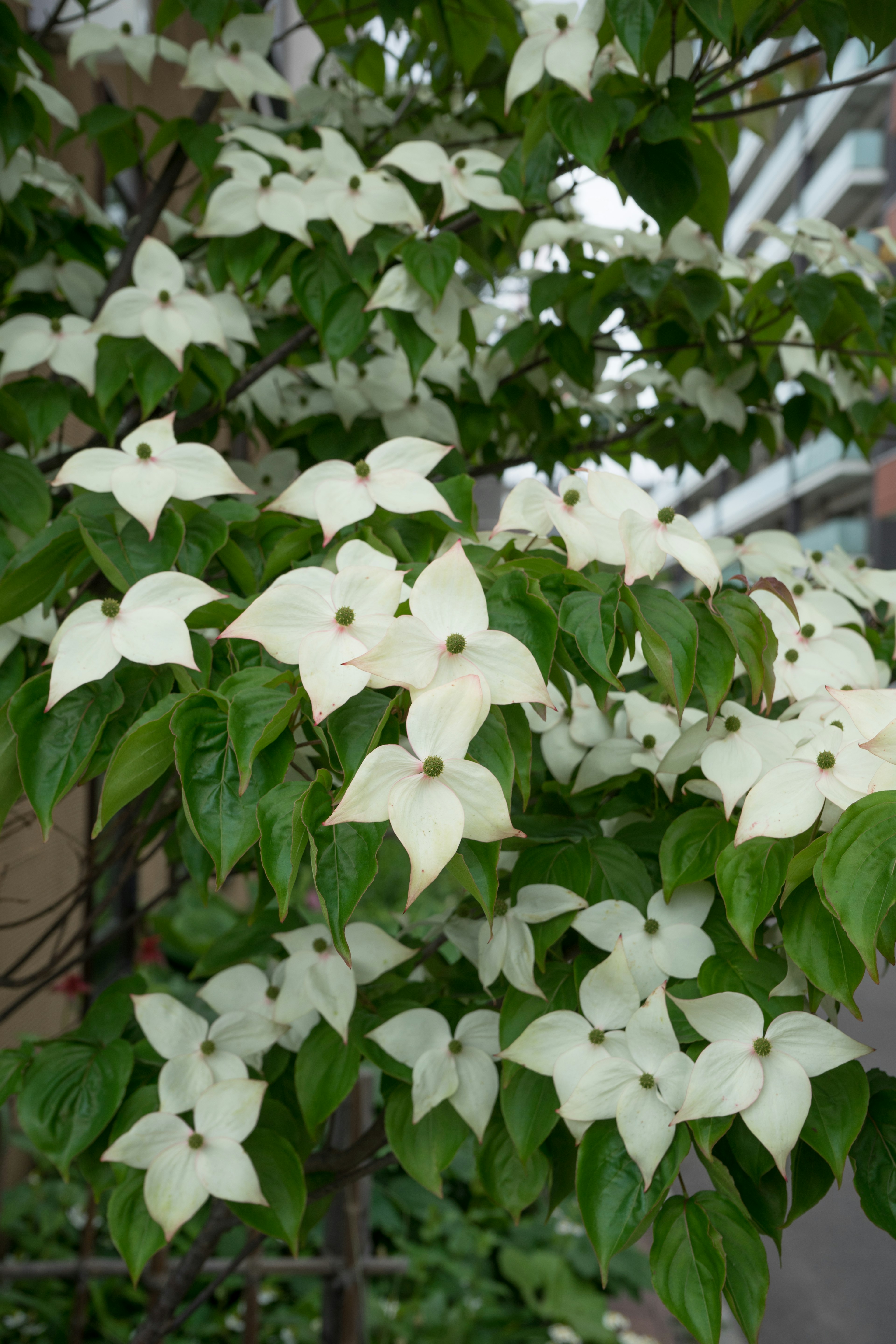 Albero con fiori bianchi e foglie verdi