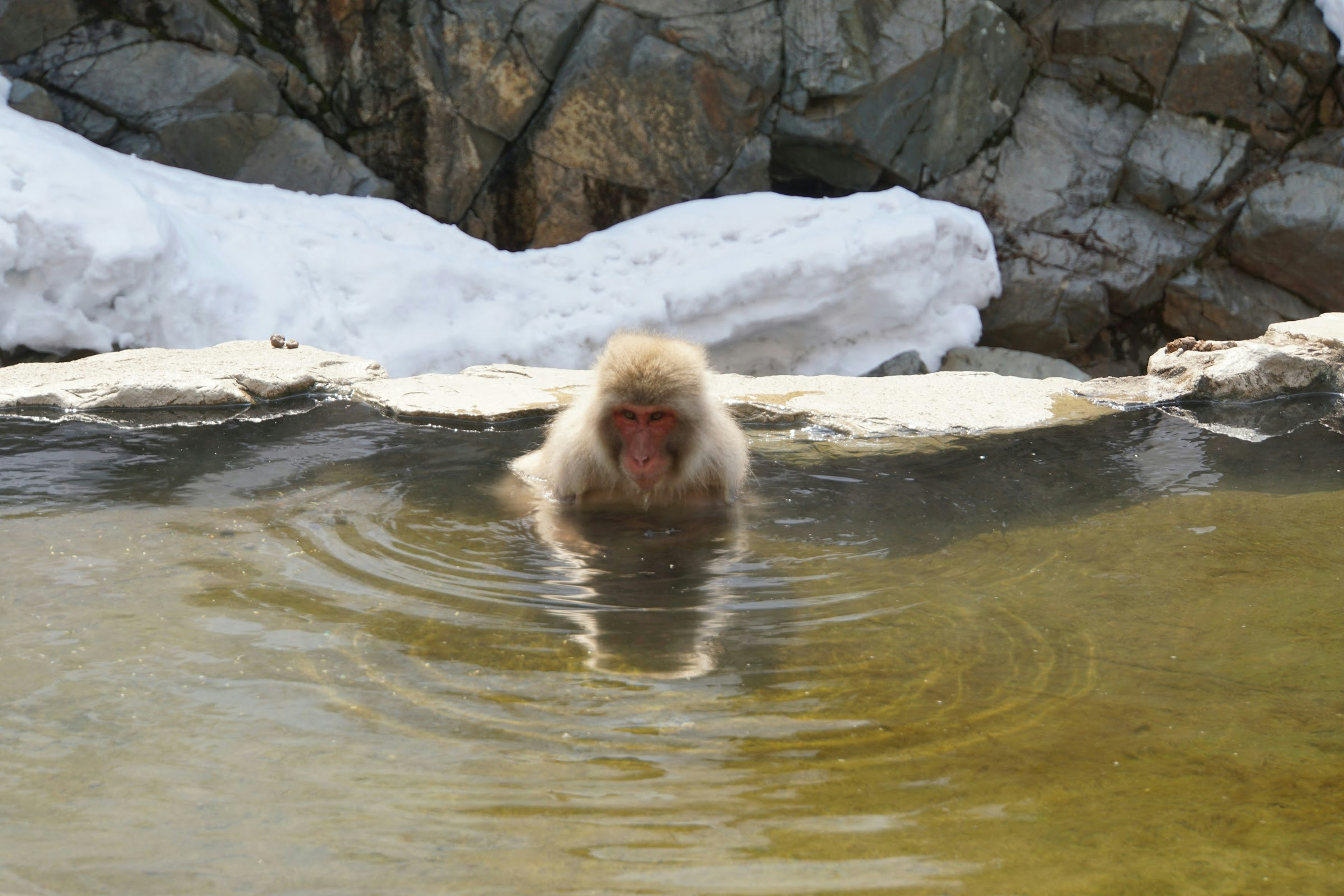 Macaque japonés sumergido en una fuente termal con rocas cubiertas de nieve al fondo