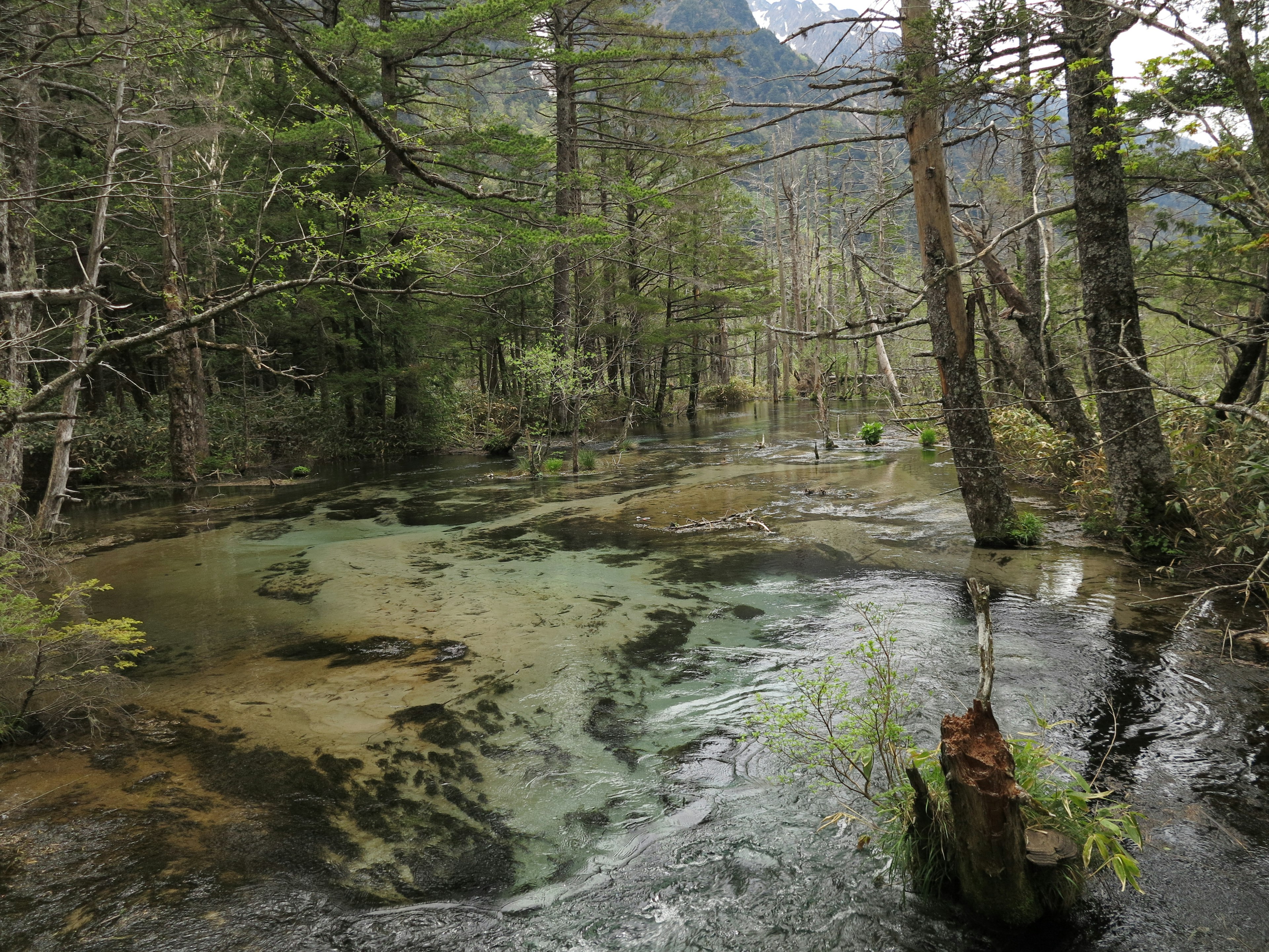 A serene forest scene with clear water flowing and lush green trees