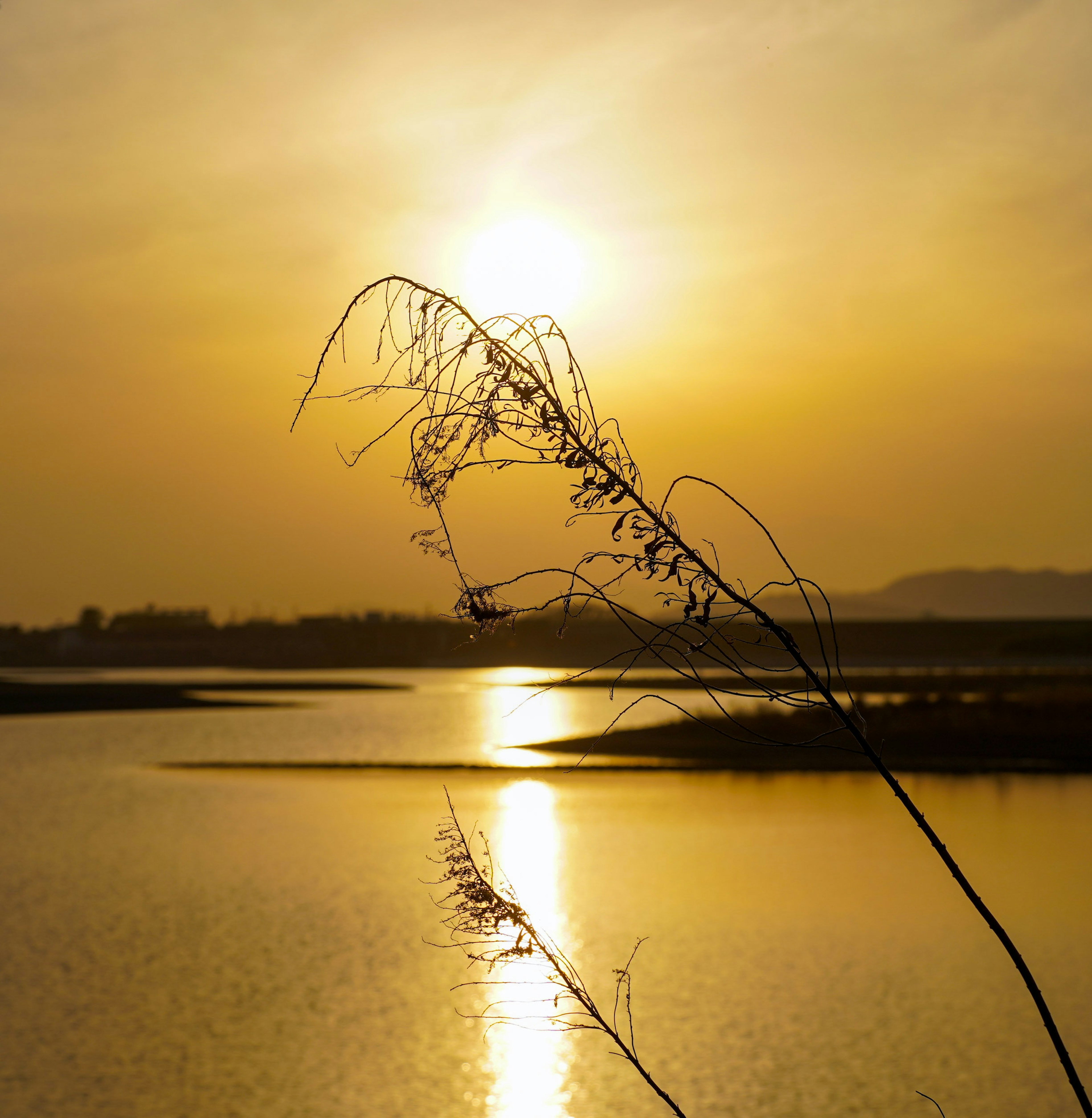 夕日が輝く川の風景と草のシルエット