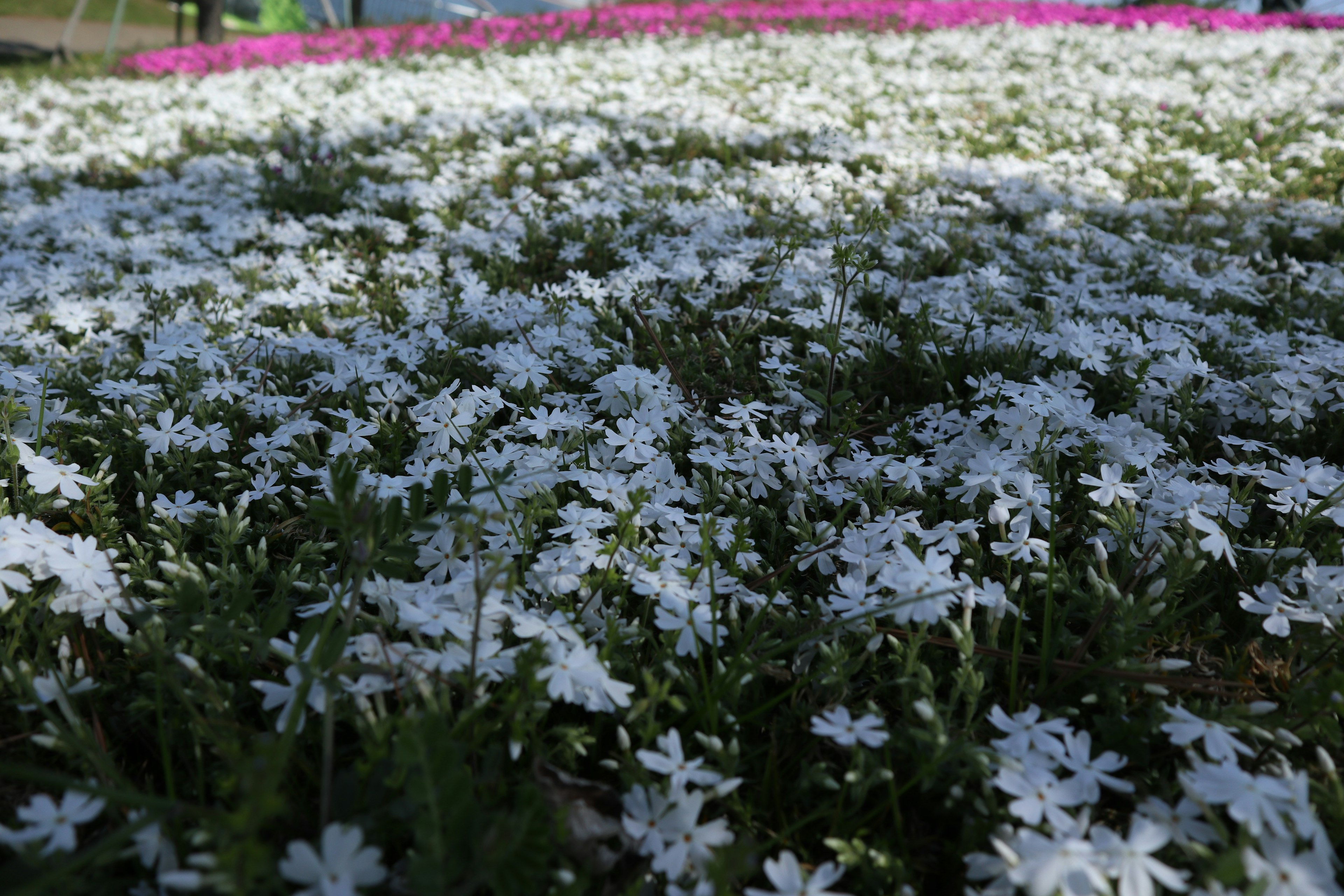 A field of white flowers with a background of pink flowers