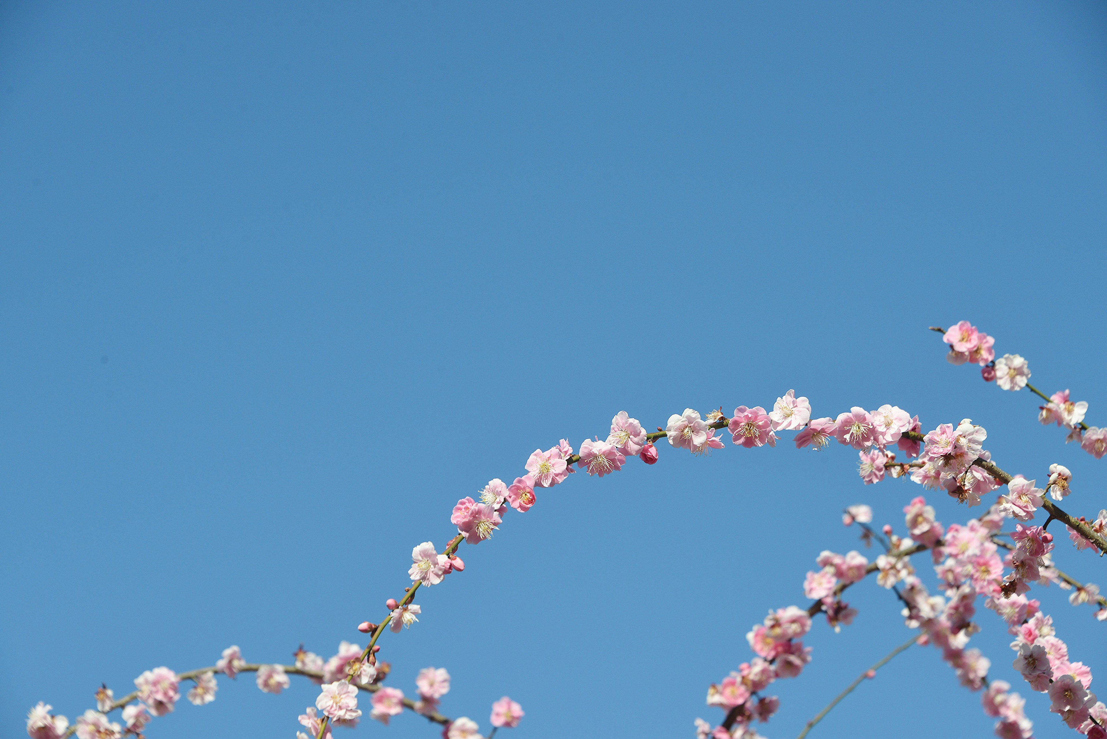 蓝天背景下的樱花枝