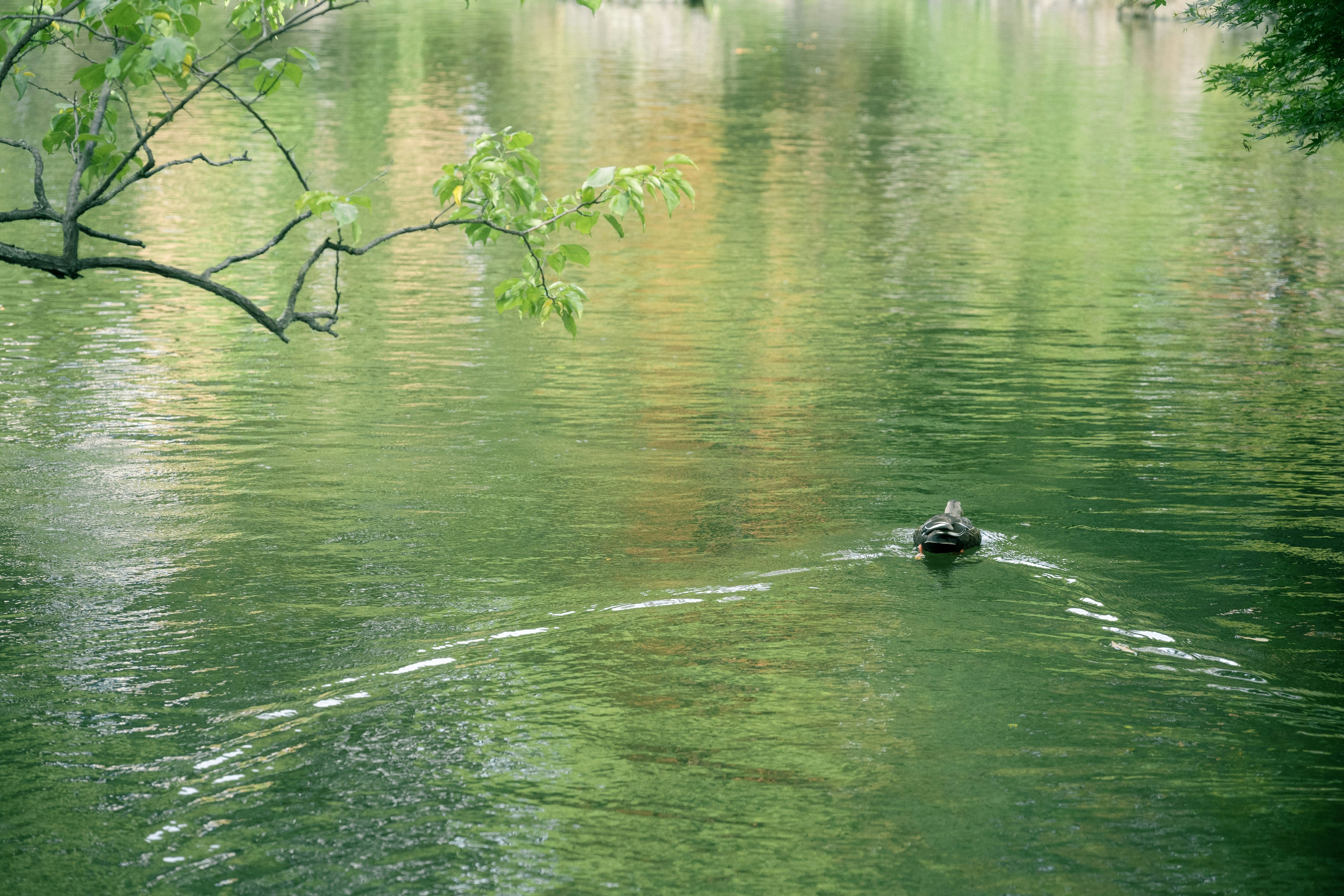 Seekor bebek berenang di danau hijau yang tenang dengan riak dan pantulan