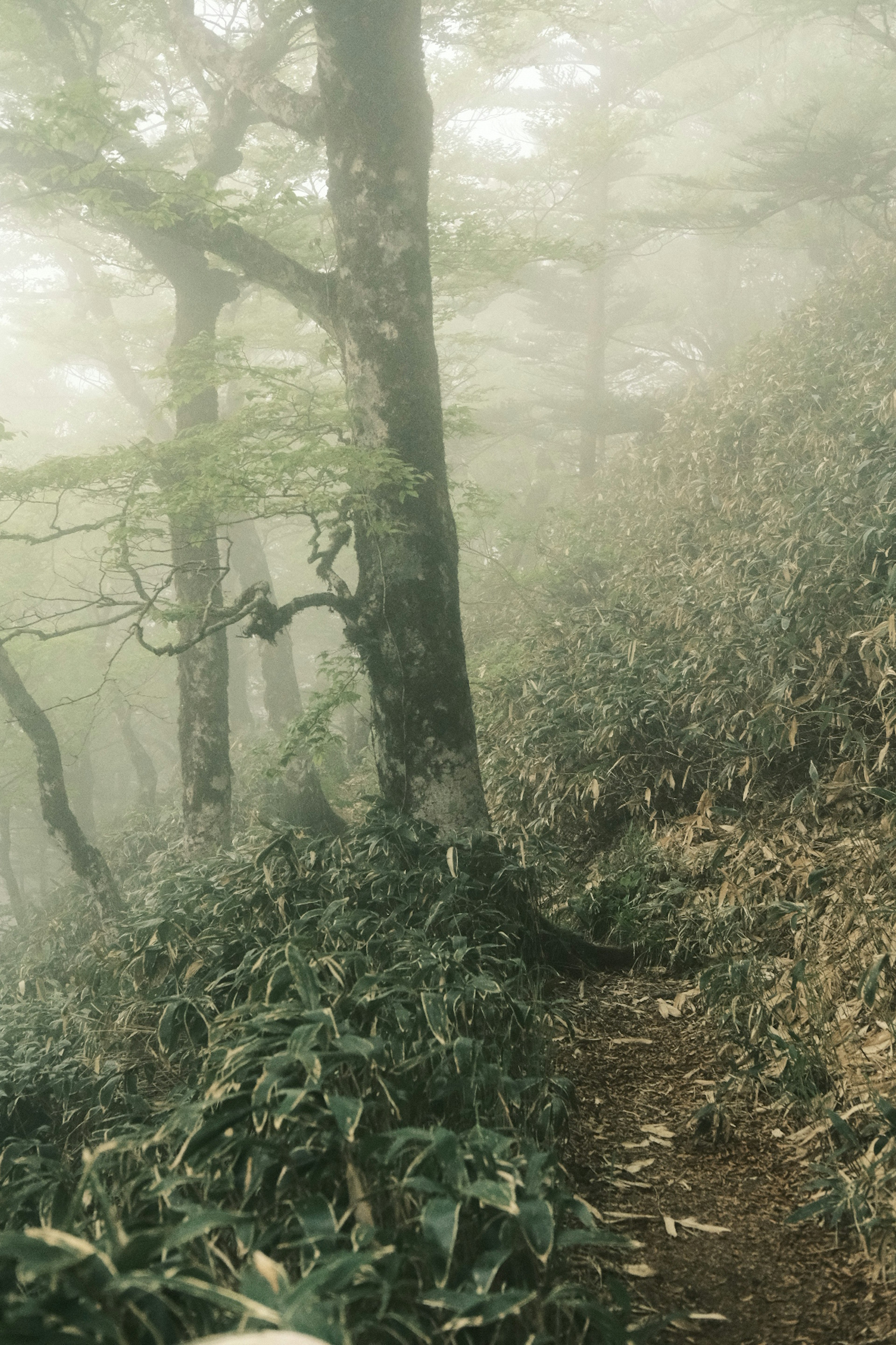 霧に包まれた森の中の小道と木々の風景