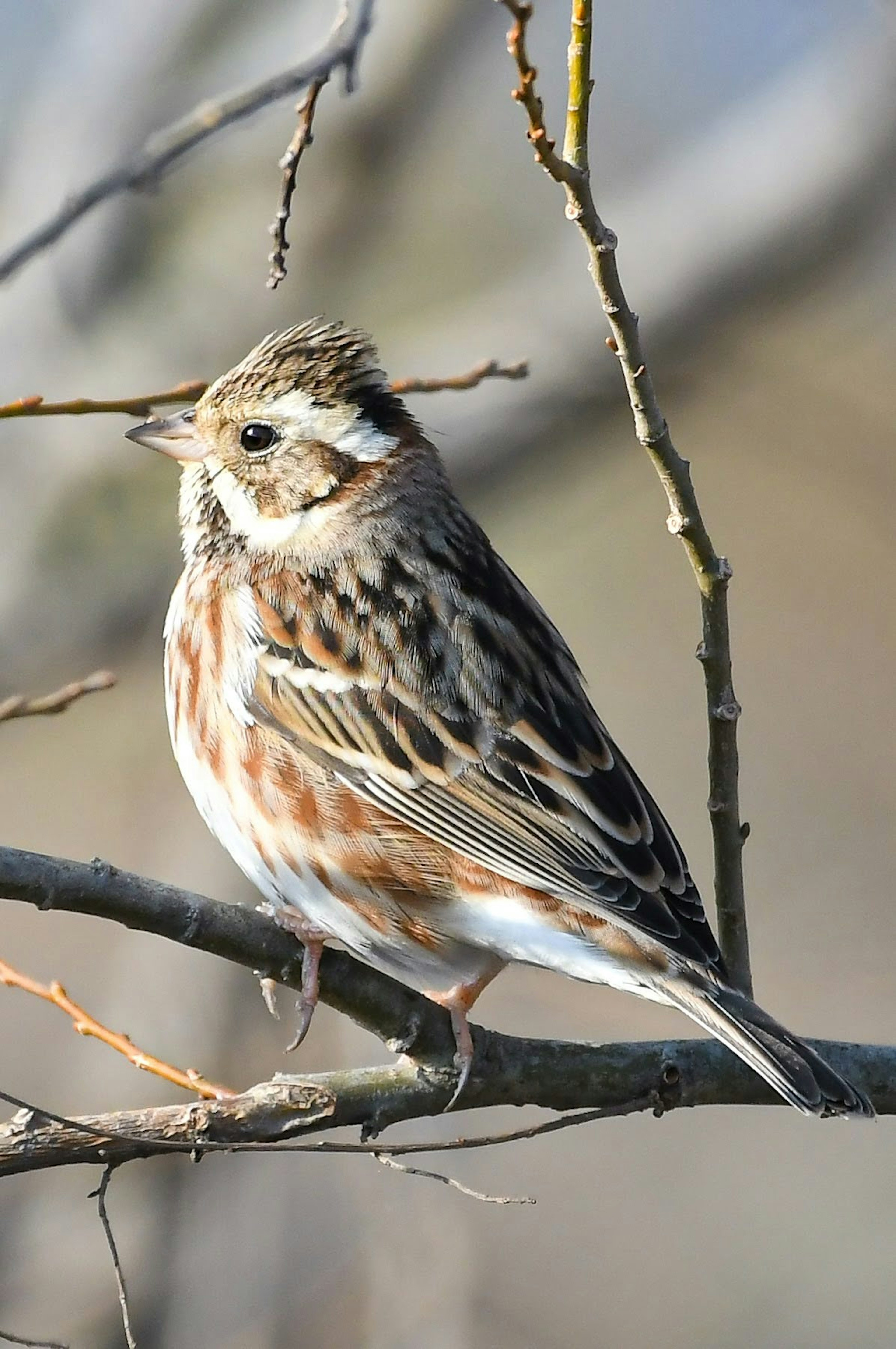 Vue latérale d'un bel oiseau perché sur une brindille avec des plumes brunes et blanches distinctives