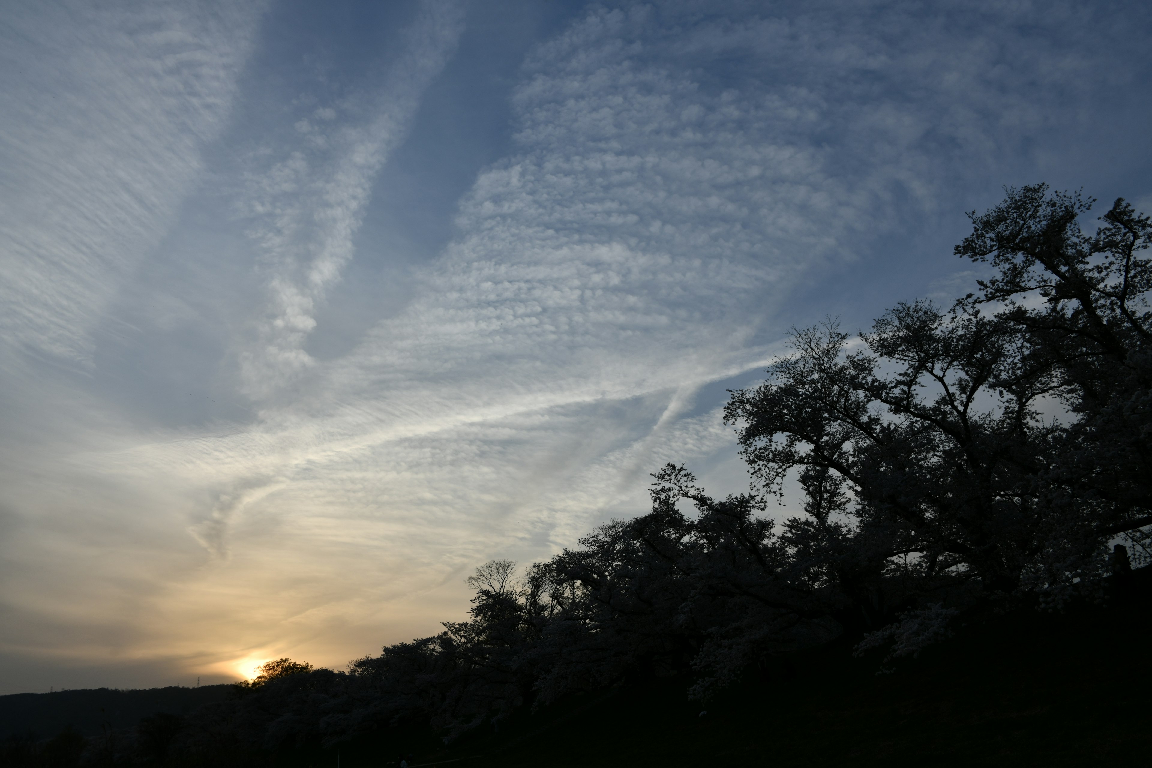 Sunset sky with silhouetted trees