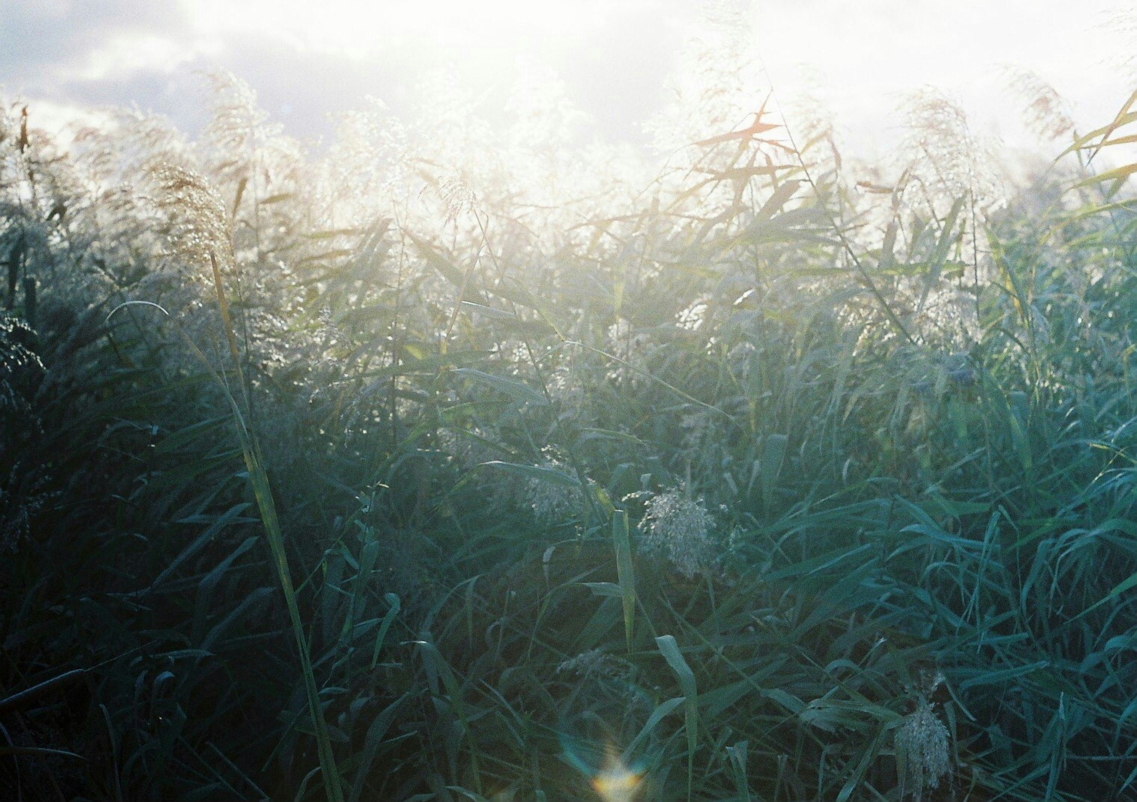 A blue grass field illuminated by misty light