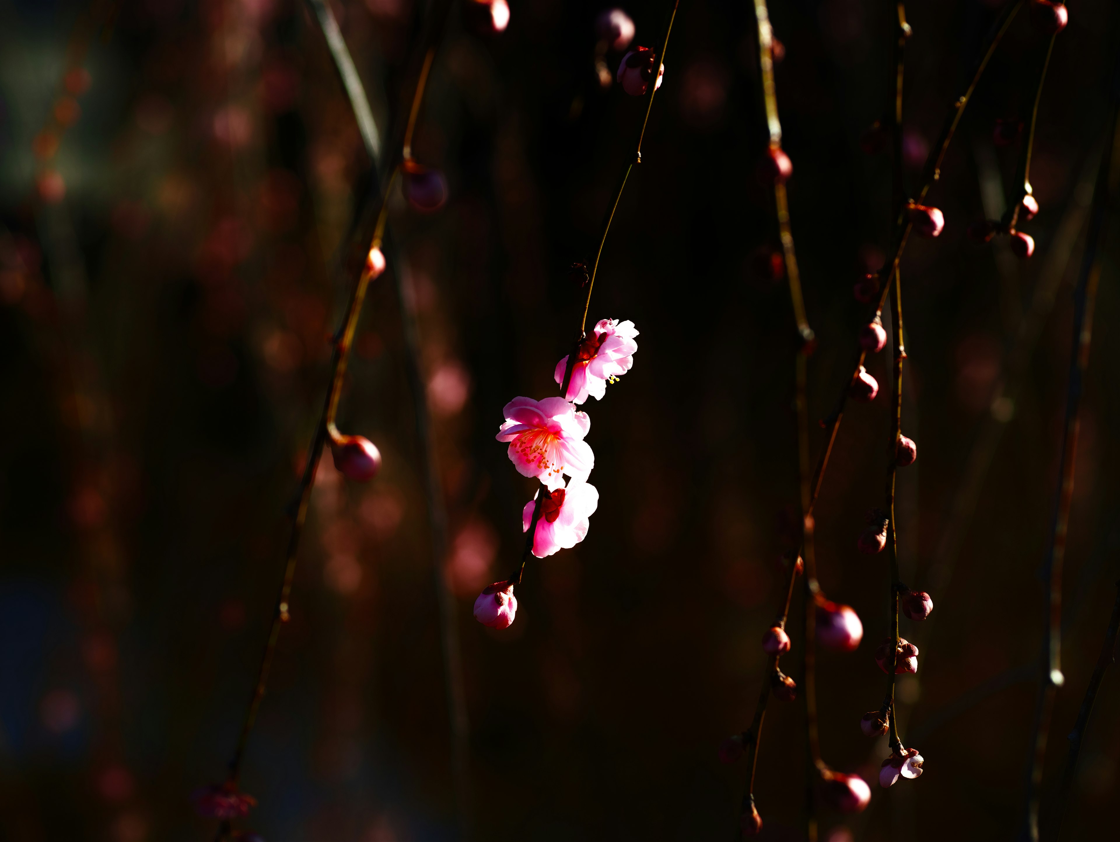 Gros plan de fleurs de cerisier et de bourgeons sur fond sombre