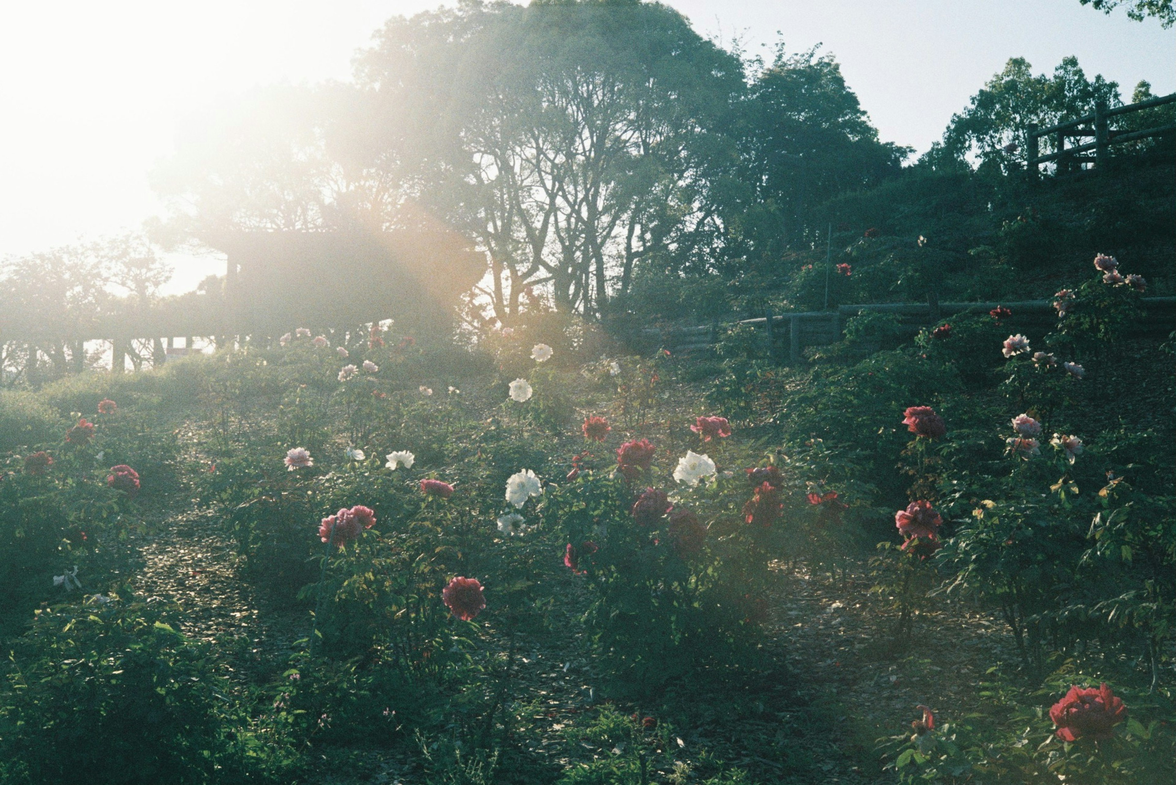 色とりどりの花が咲く丘の風景 日差しが差し込む柔らかな雰囲気