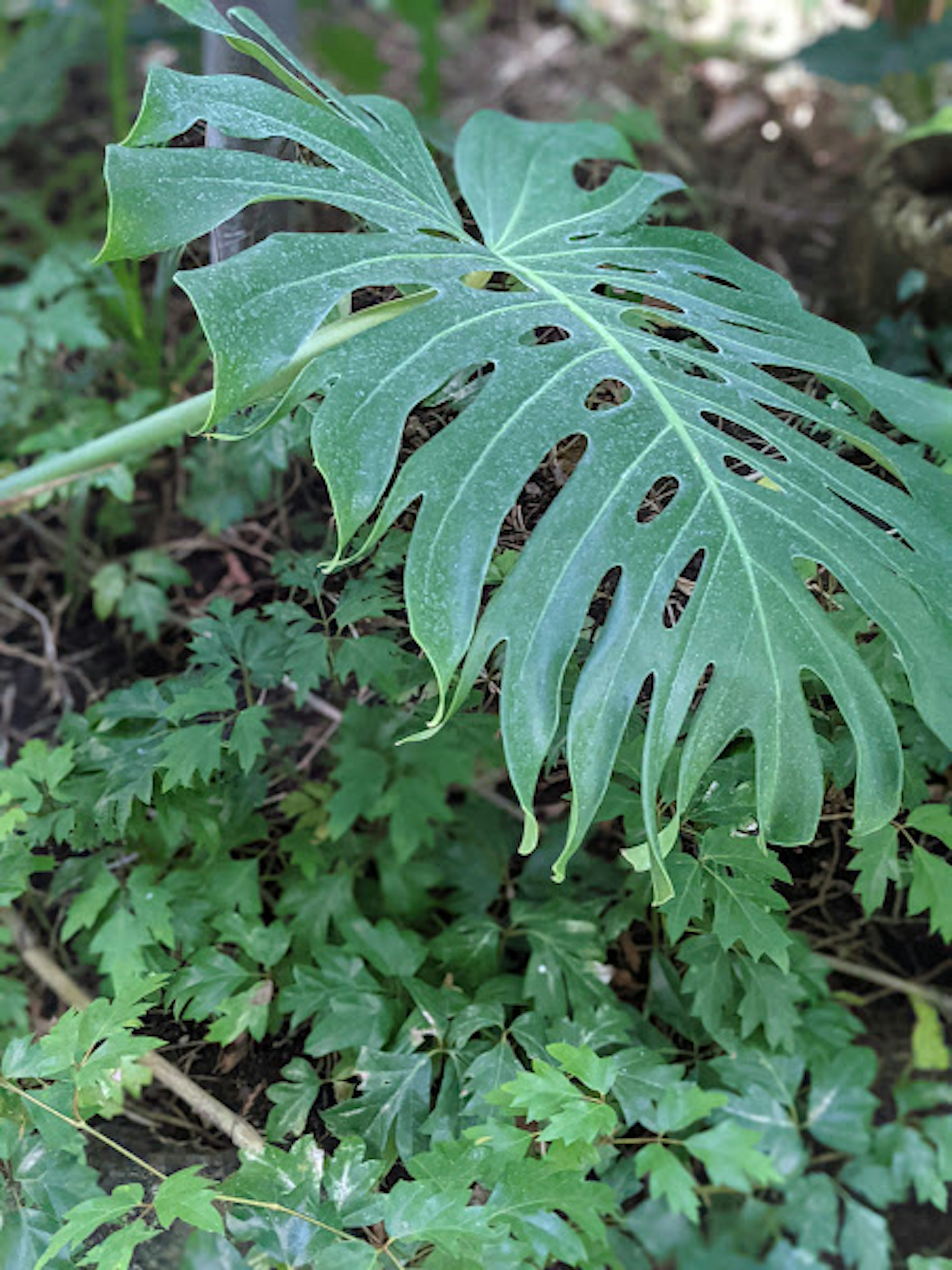 Large green leaf with distinctive cutouts surrounded by smaller green plants