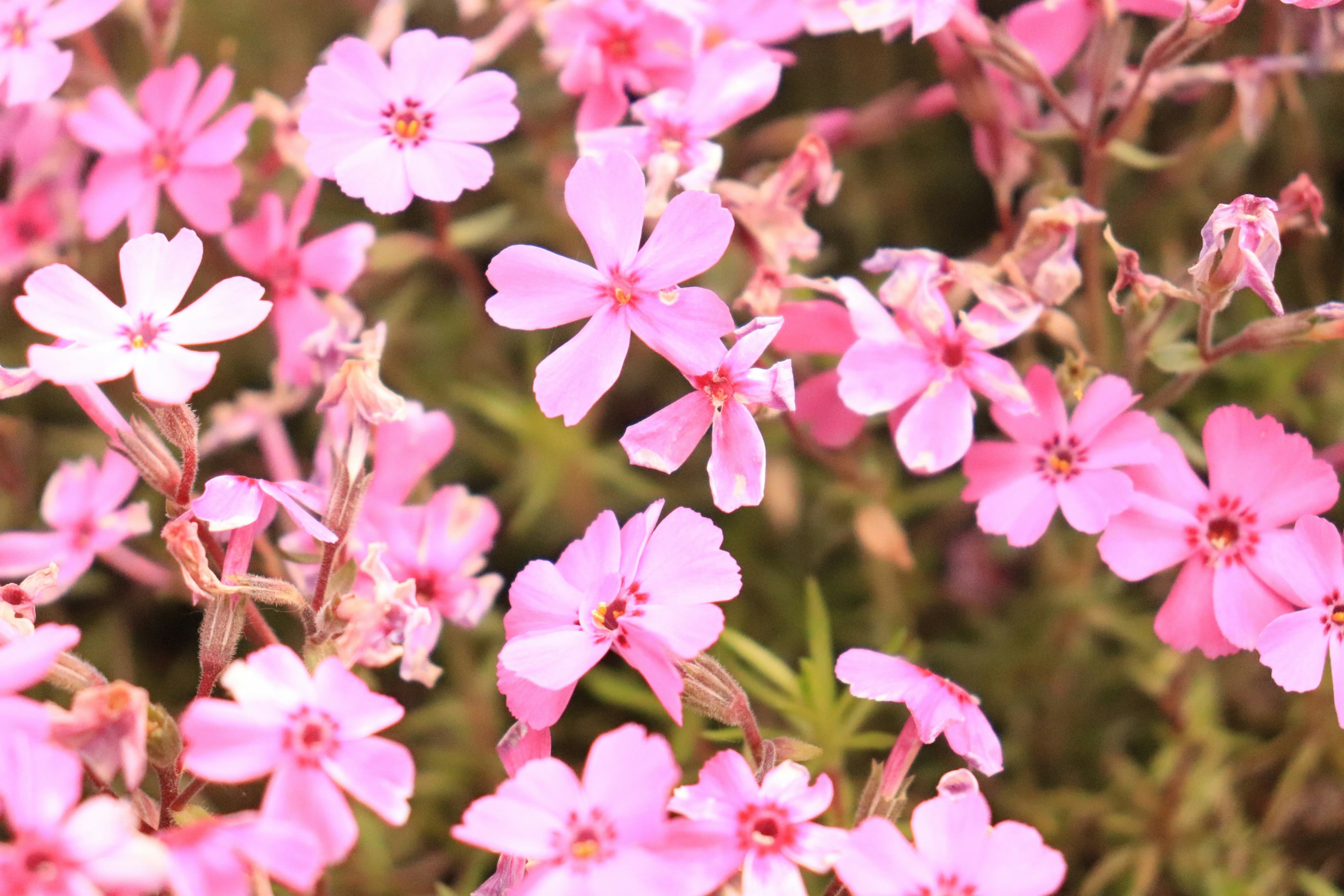 Pemandangan indah bunga pink yang tumbuh berkelompok