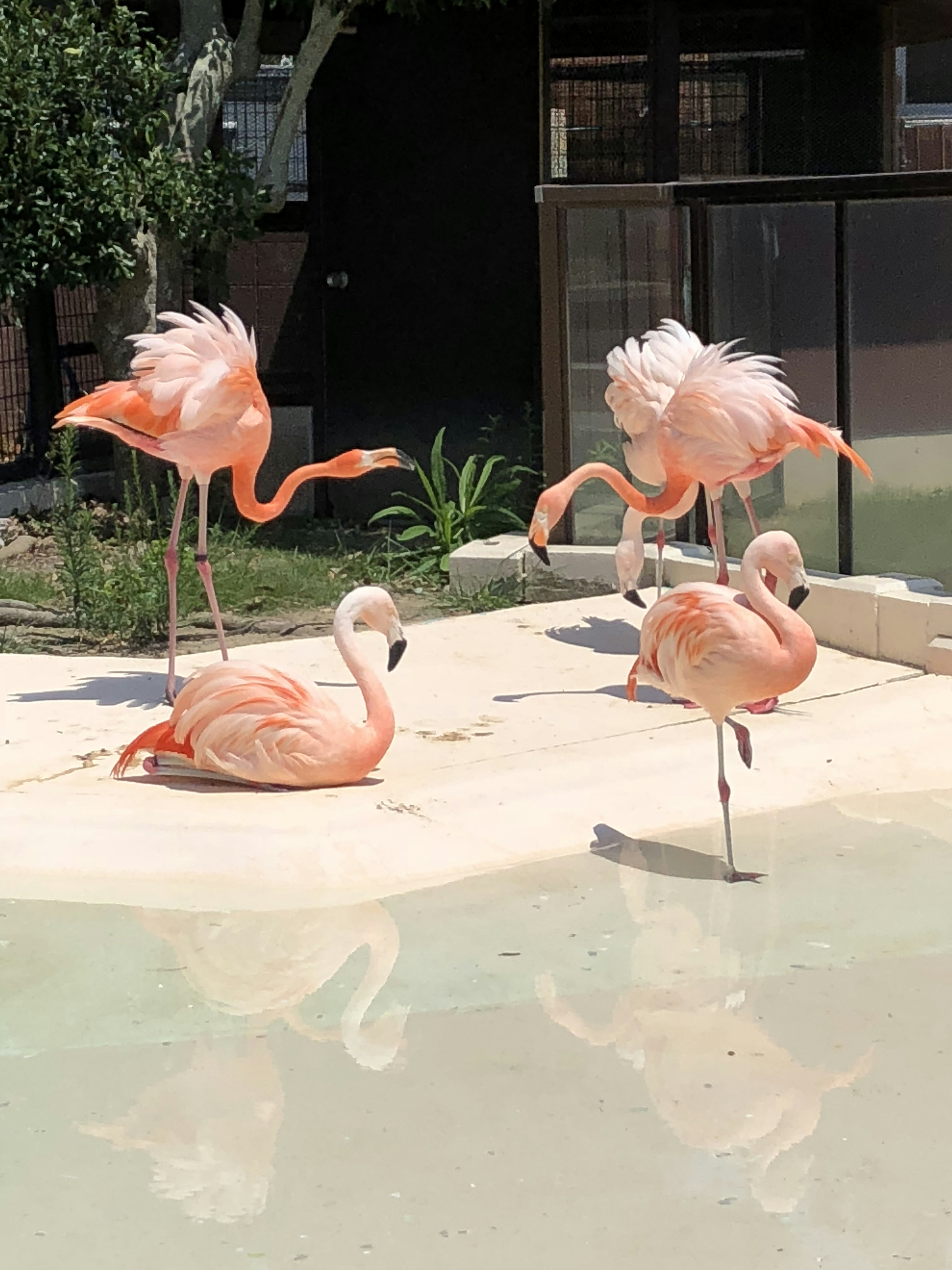 Eine Gruppe heller rosa Flamingos versammelt sich am Wasser