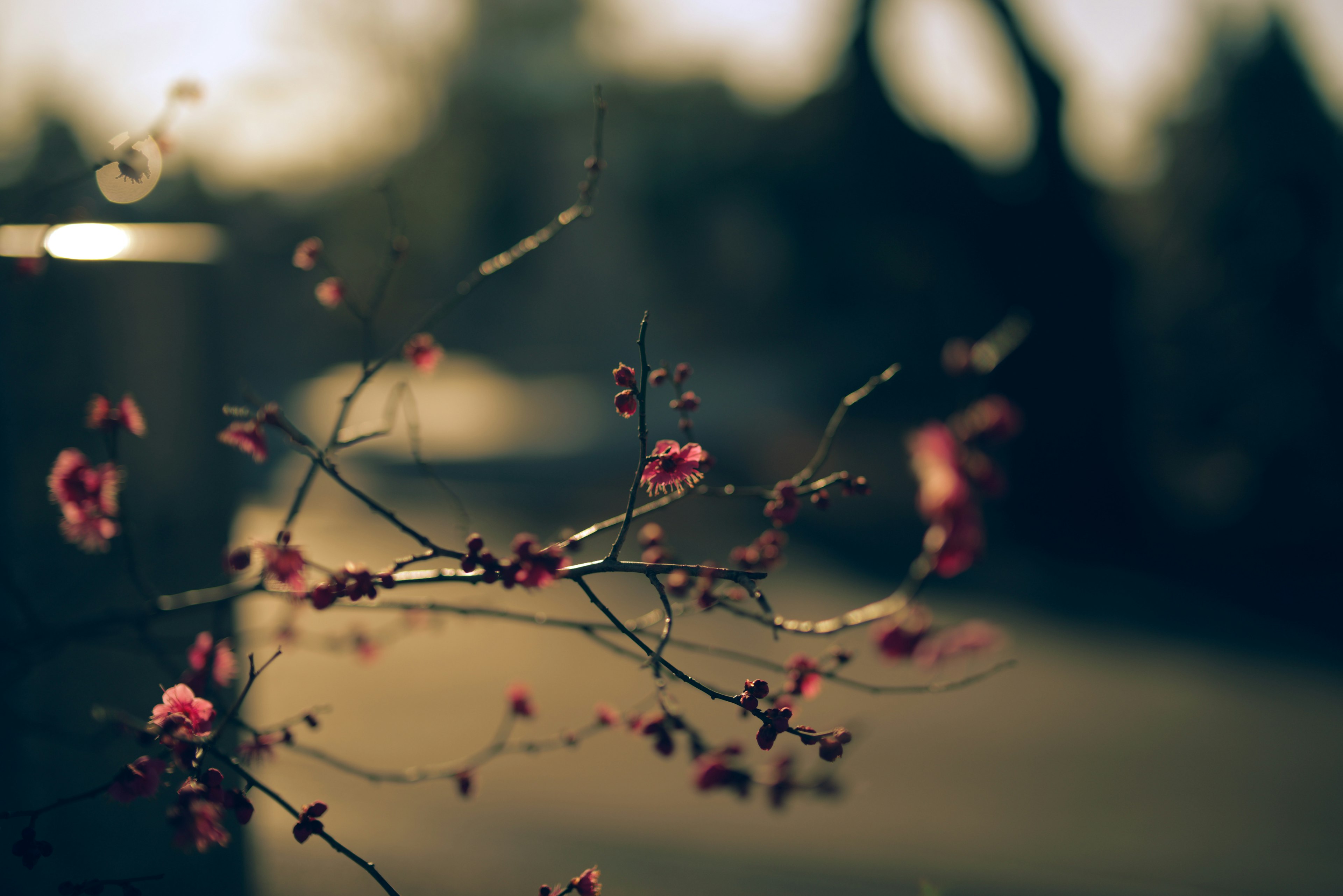 背景がぼやけた中にピンクの花をつけた枝が映る