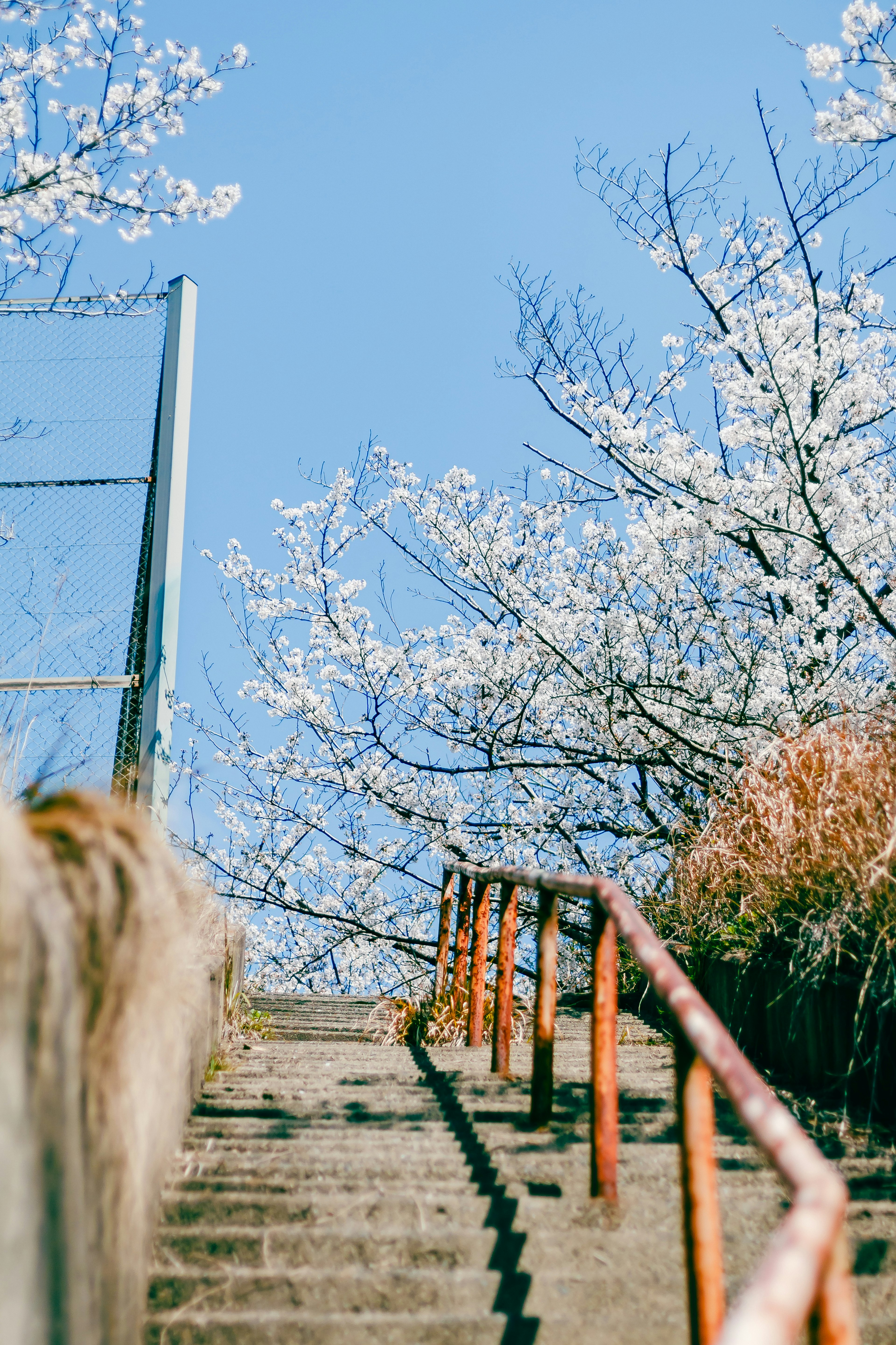 青空の下に咲く桜の木と階段の手すり